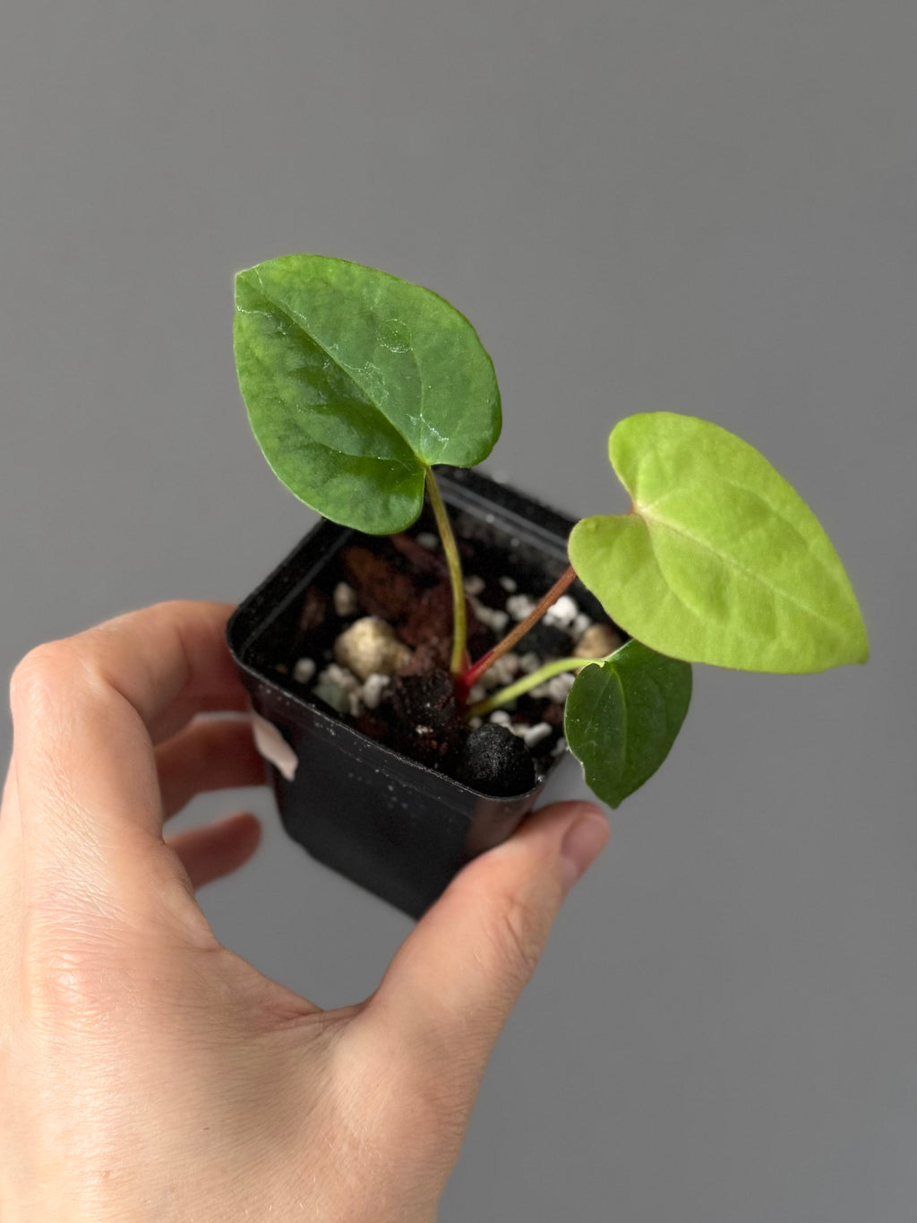 Anthurium Papillilaminum x FSxRVDP