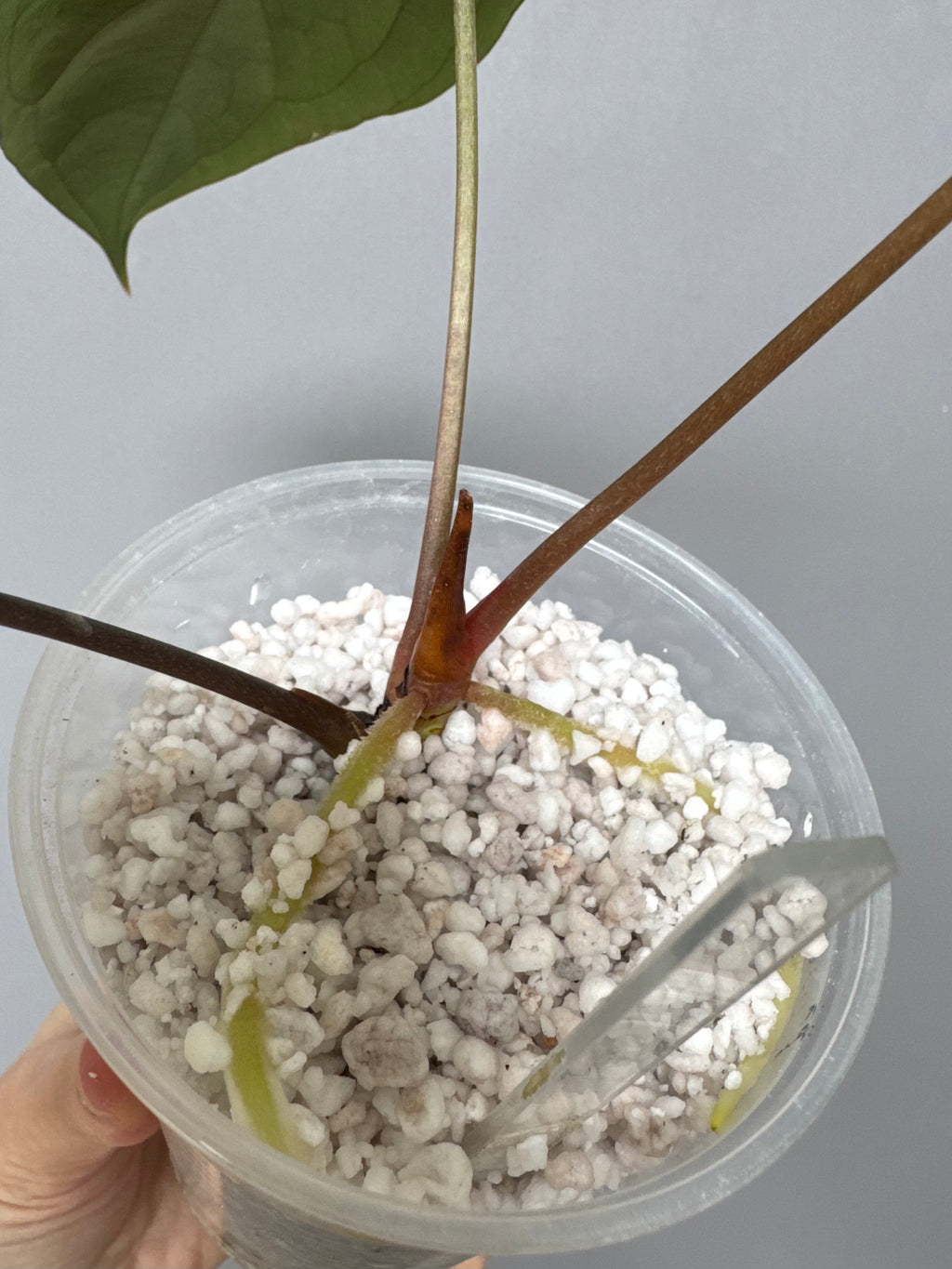 Anthurium (BVEP x portillae ‚Dorito‘) X papillilaminum H1 – top cutting