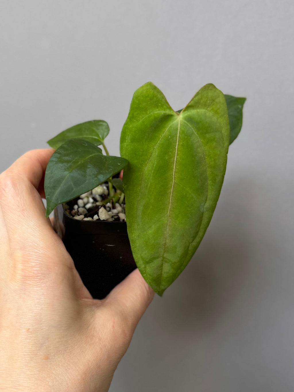 Anthurium (NoID x Papi Indo #2) x  (NoID x Papi Indo #1)