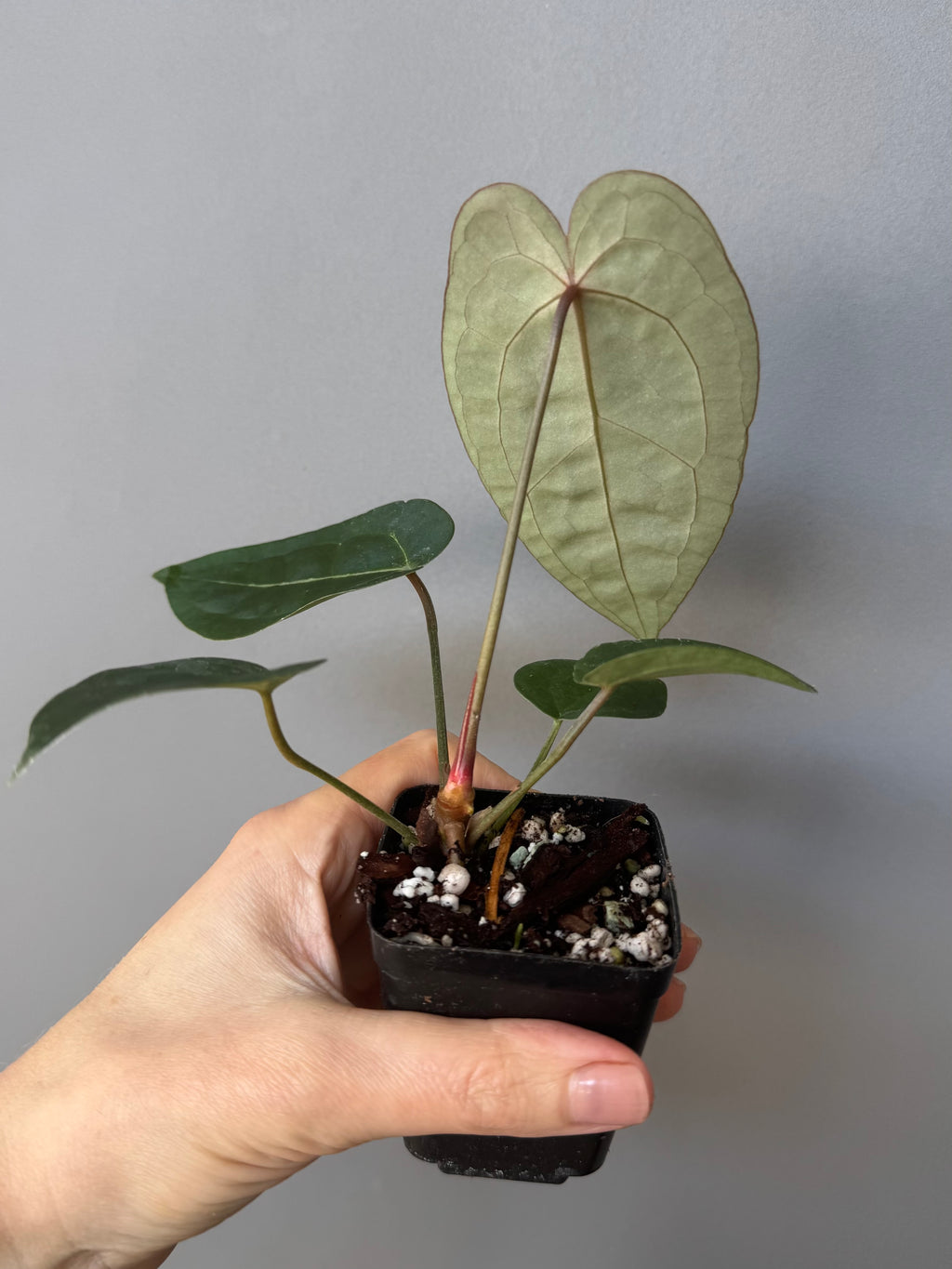 Anthurium (AOS x forgetii) x (NSE Red Crystallinum x Carlablackiae)