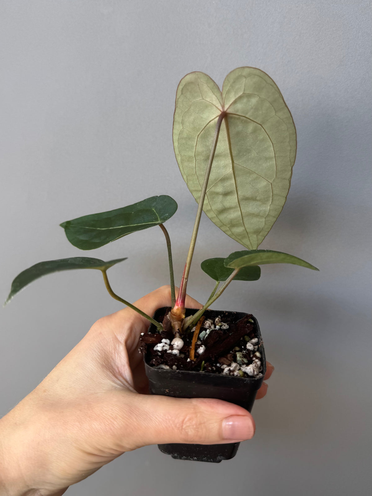 Anthurium (AOS x forgetii) x (NSE Red Crystallinum x Carlablackiae)