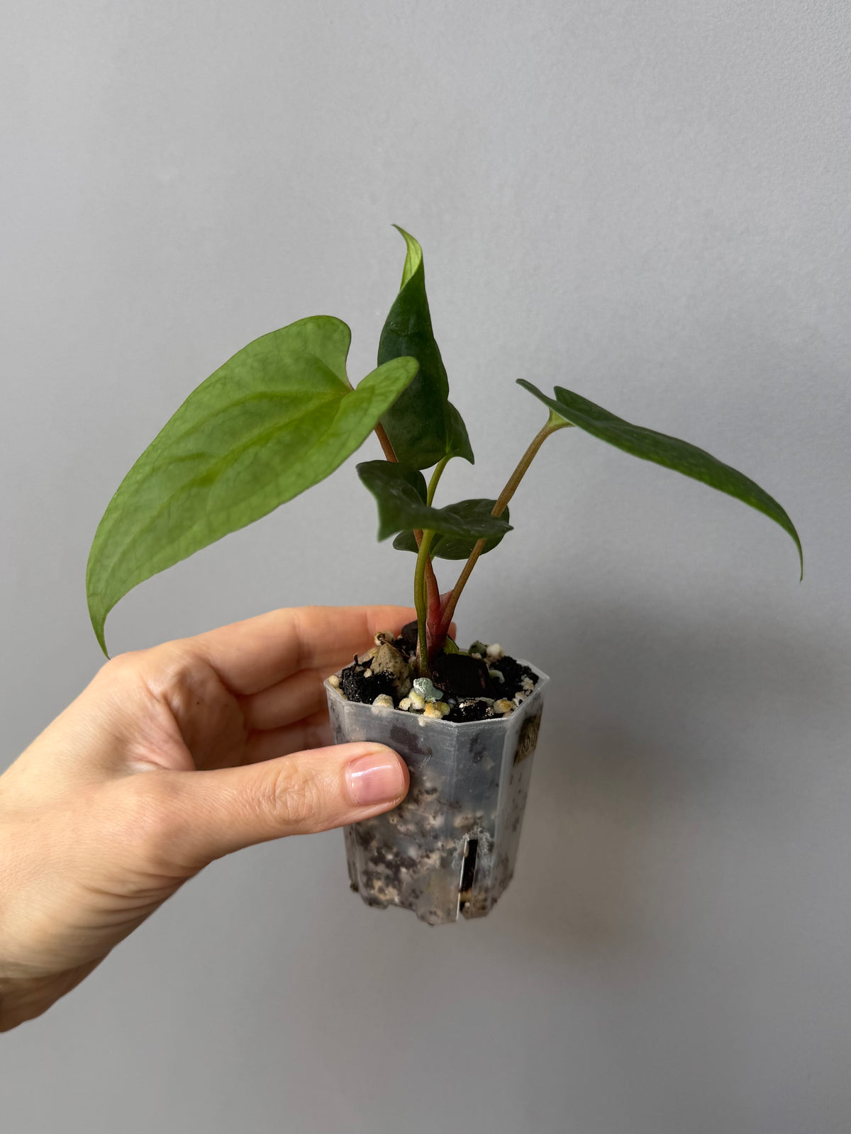 Anthurium ((BVEP x Portillae Dorito) x (Dark Phoenix x Goliath)) x (Fort Sherman x RVDP)