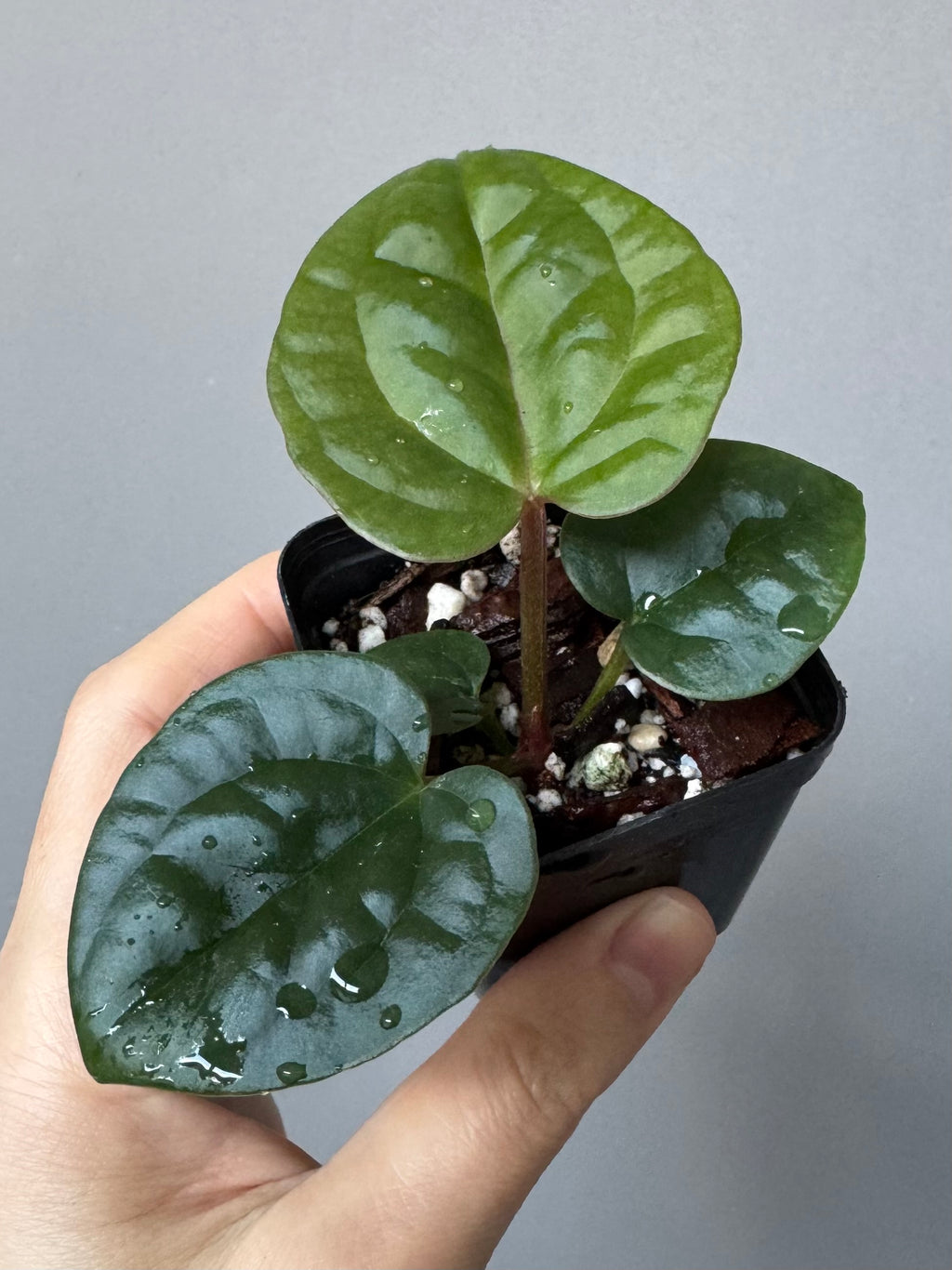 Anthurium ZxM x luxurians