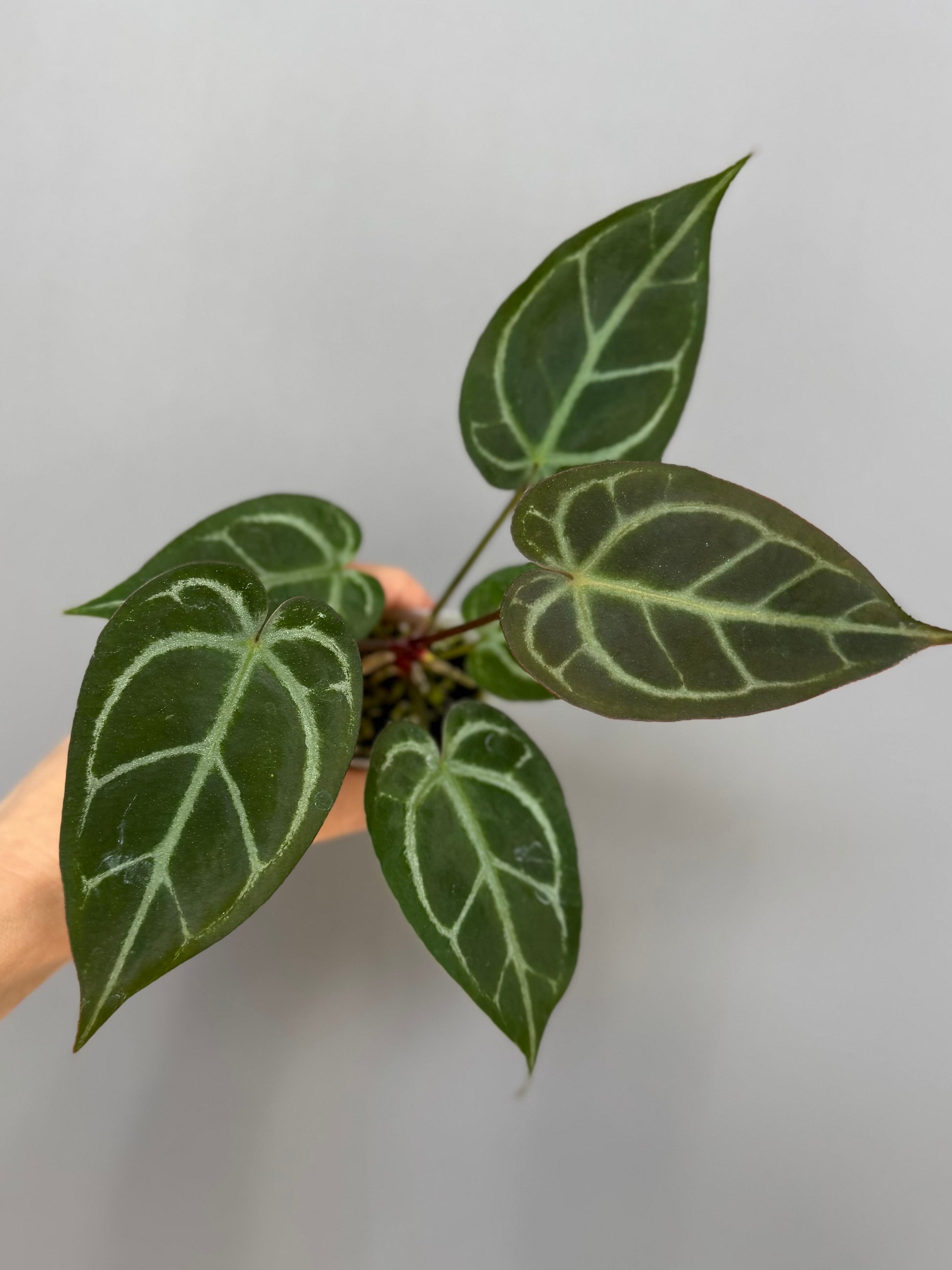 Anthurium ((magnificum x crystallinum) x NoID) X M - Plant B