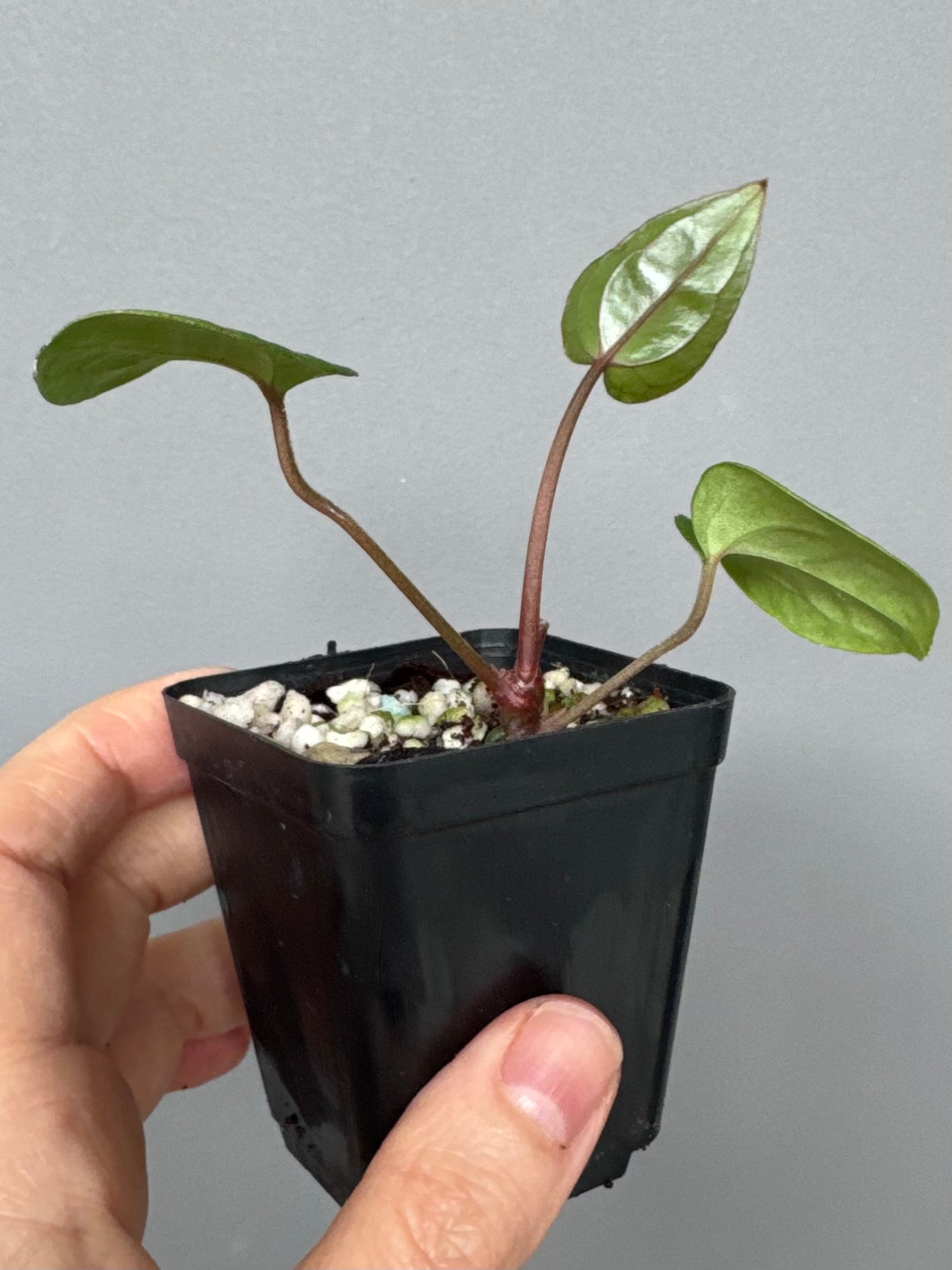 Anthurium RVDP x Carlablackiae