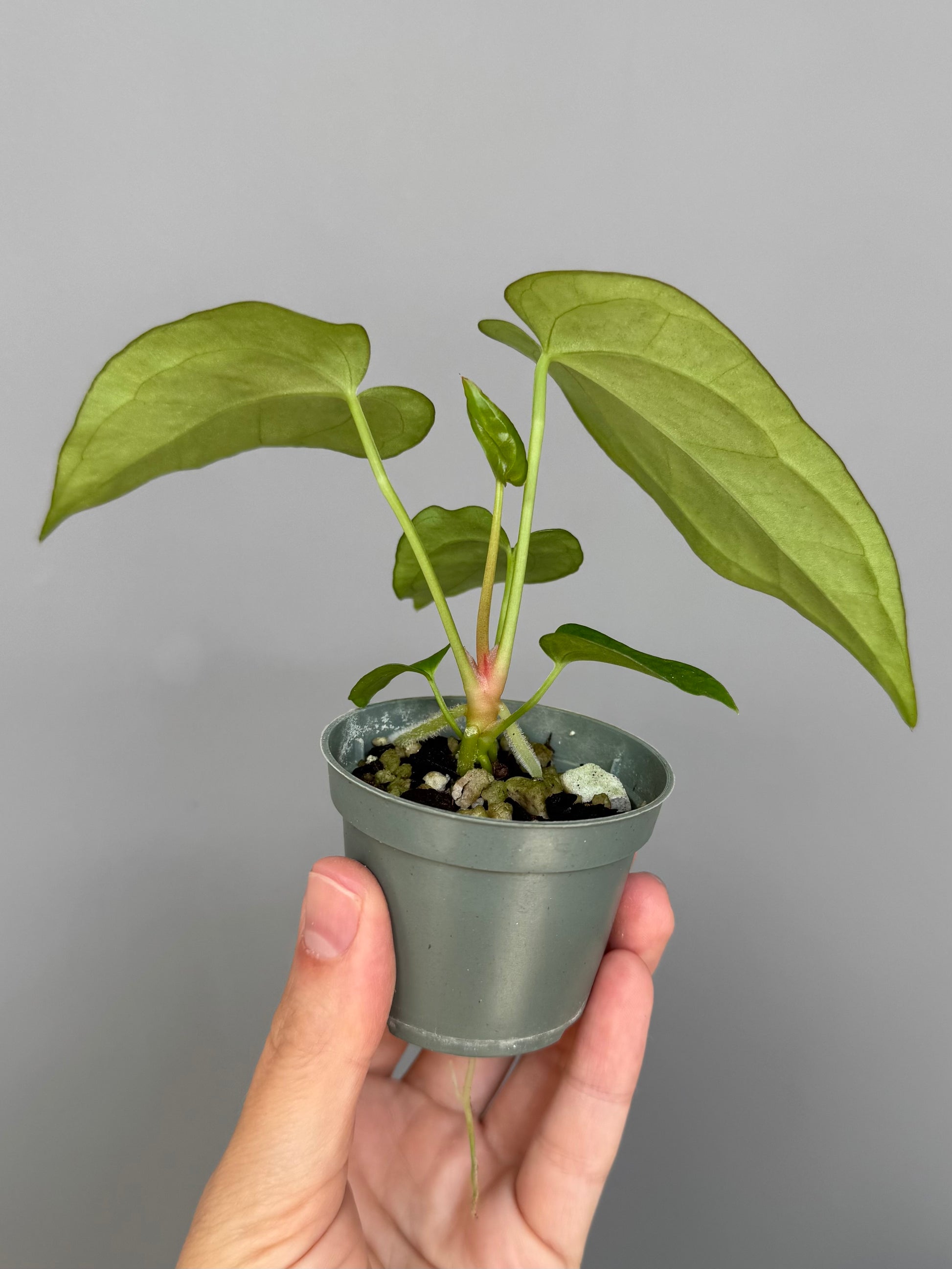 Anthurium magnificum x papillilaminum