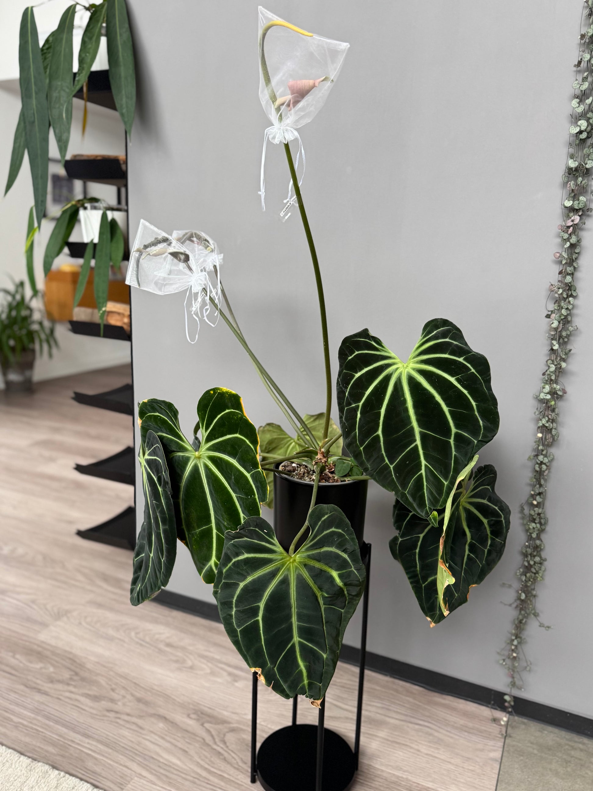 anthurium besseae aff vs crystallinum Anthurium Besseae aff. x RVDP