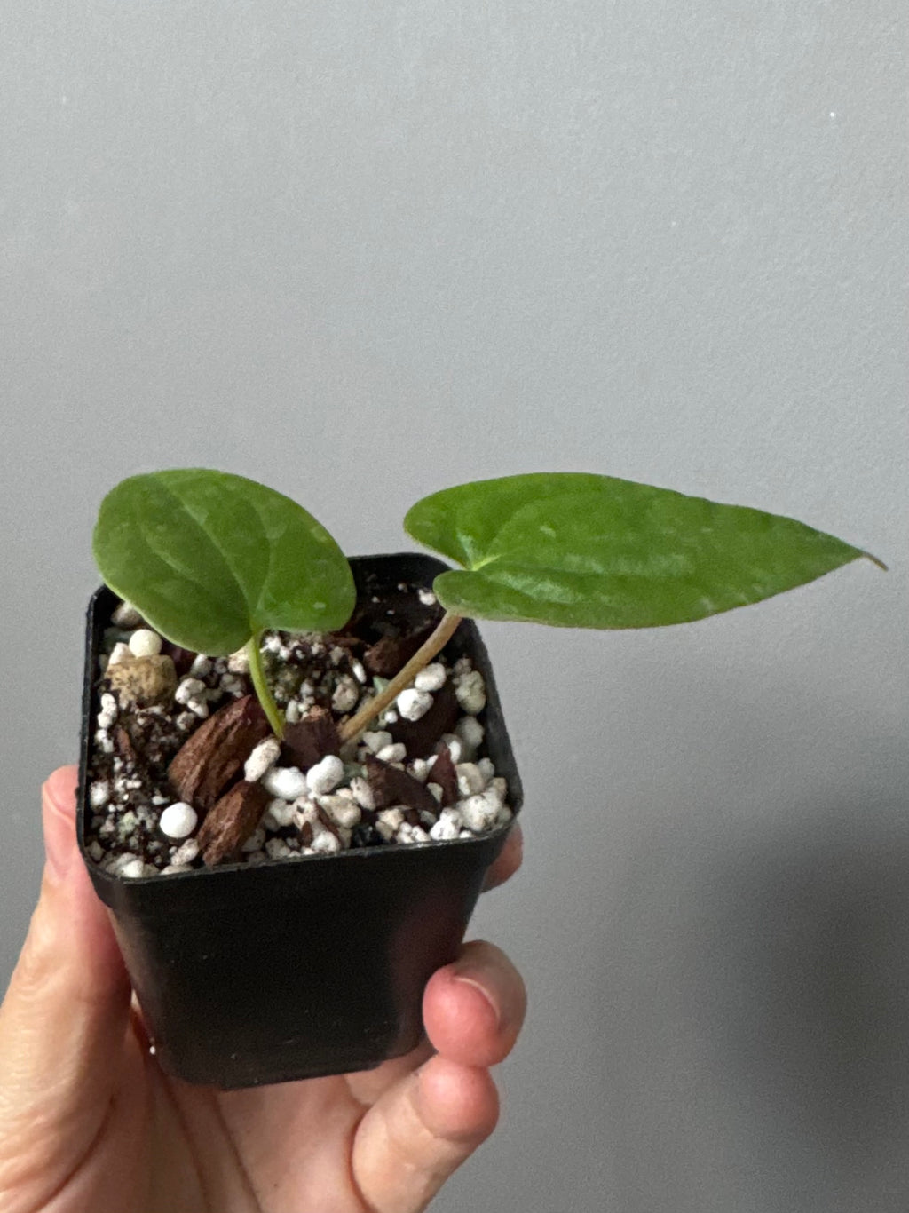 Anthurium BVEP OG1 x Papillilaminum Lago Gatun