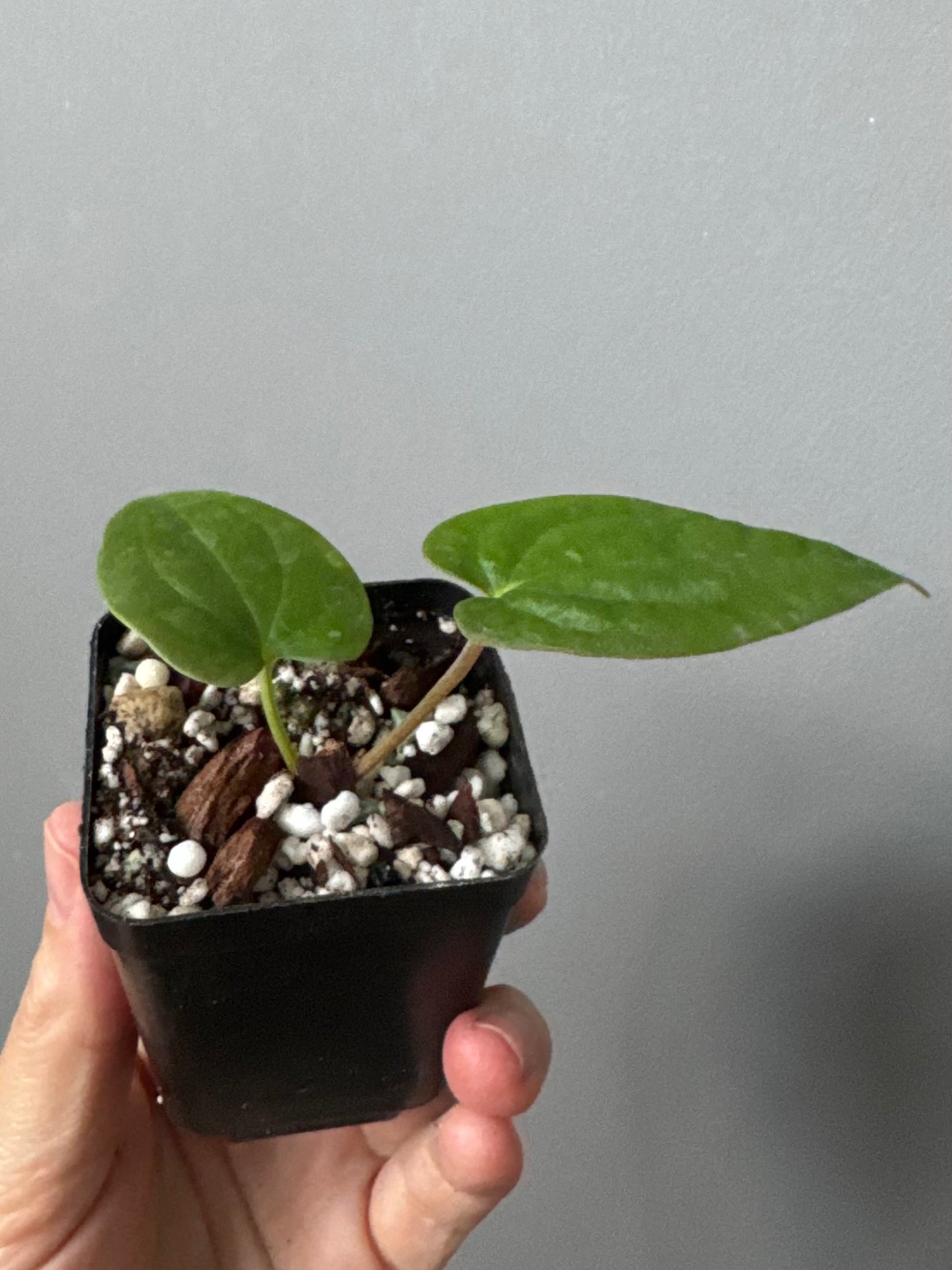 Anthurium BVEP OG1 x Papillilaminum Lago Gatun
