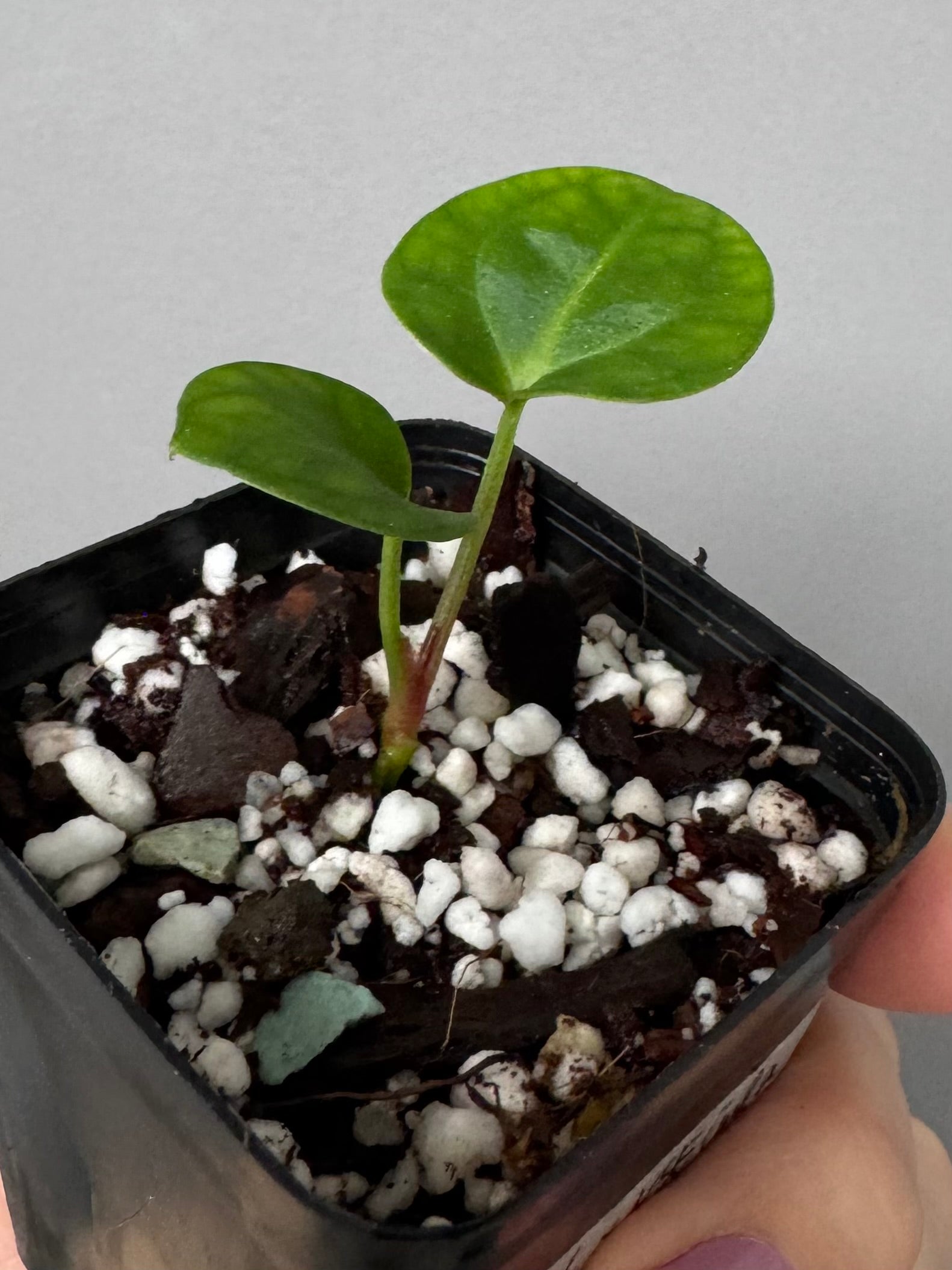 Anthurium (Complex HU hybrid) x NSE Carlablackiae