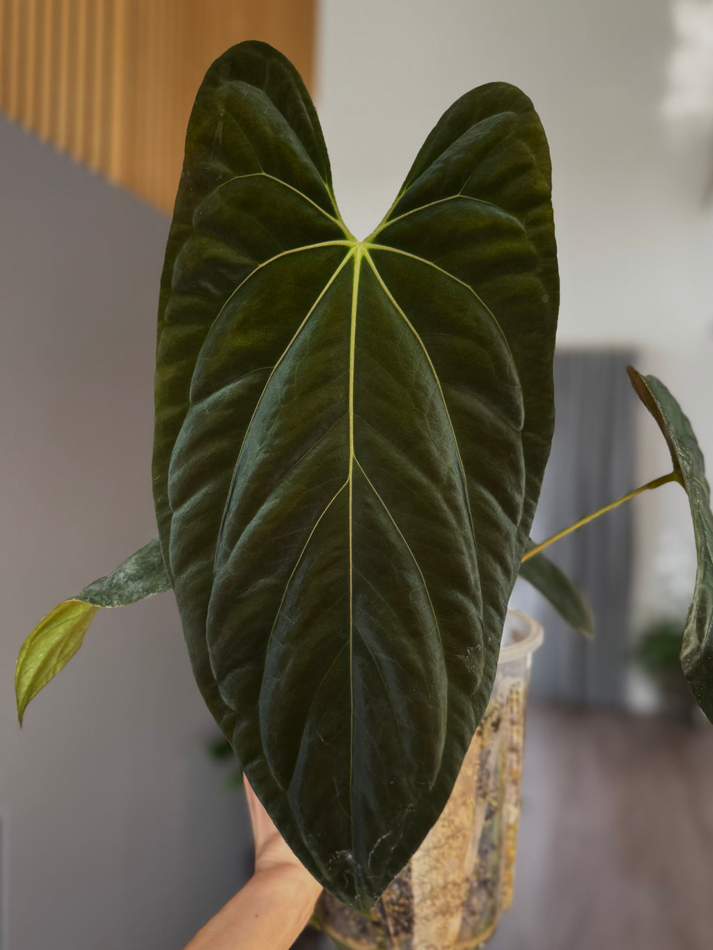 Anthurium ((BVEP x Portillae Dorito) x (Dark Phoenix x Goliath)) x (Fort Sherman x RVDP) - germinated seeds