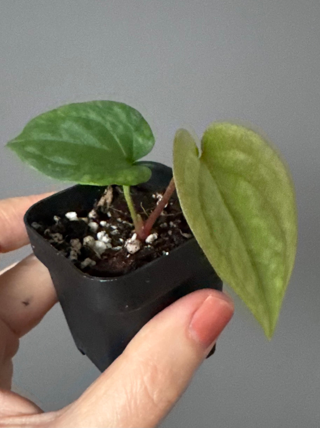 Anthurium BVEP OG1 x Papillilaminum Lago Gatun