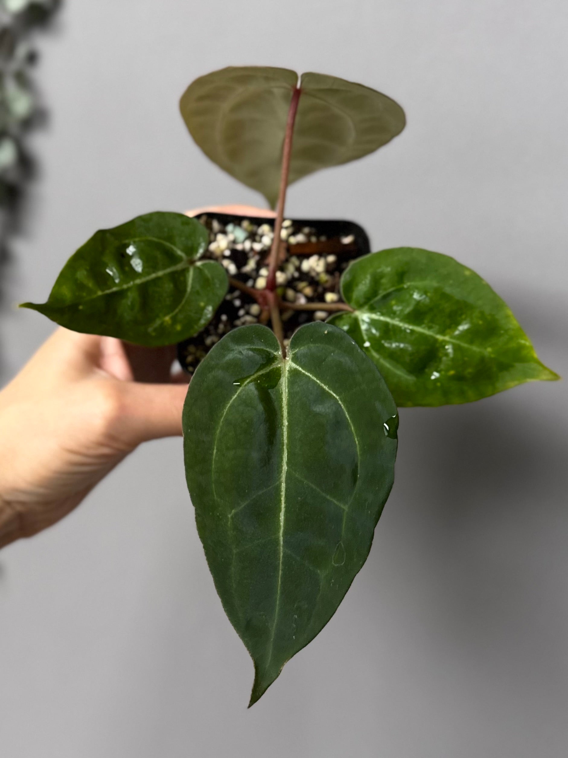 Besseae aff. x M - Plant C