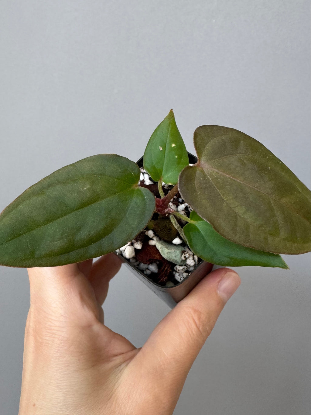 Anthurium BVEP x (Red Crystallinum x BVEP)