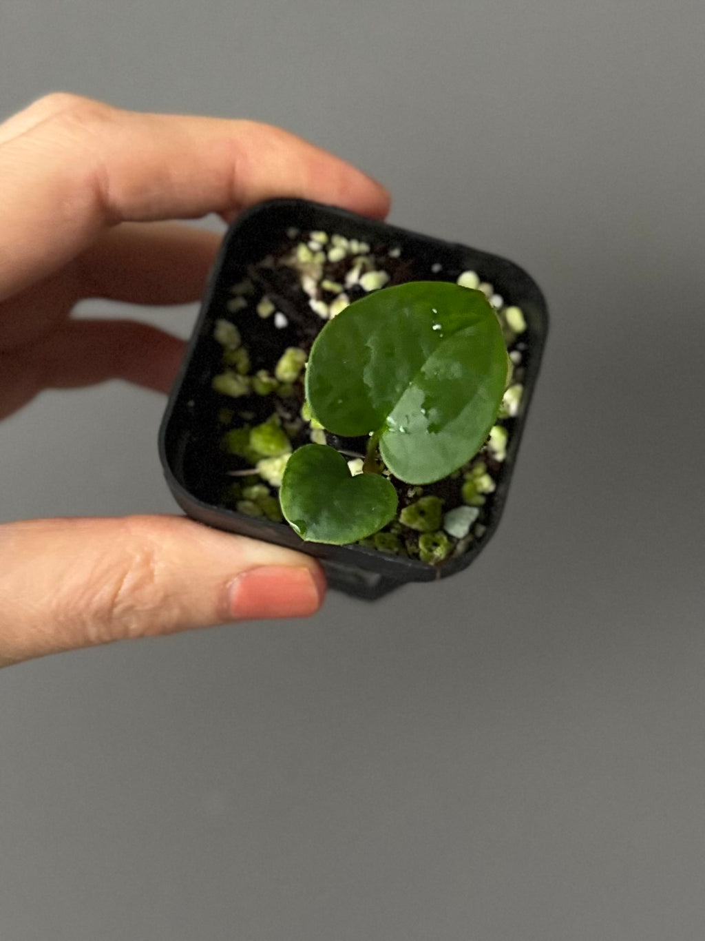 Anthurium AOS x forgetii dark