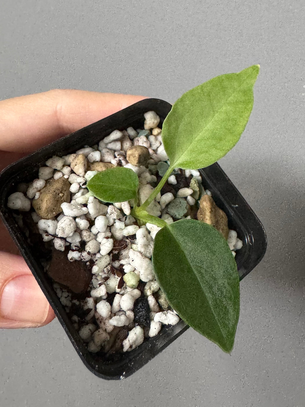 (Papillilaminum Daniel x Besseae aff.) x warocqueanum (seedling 2)