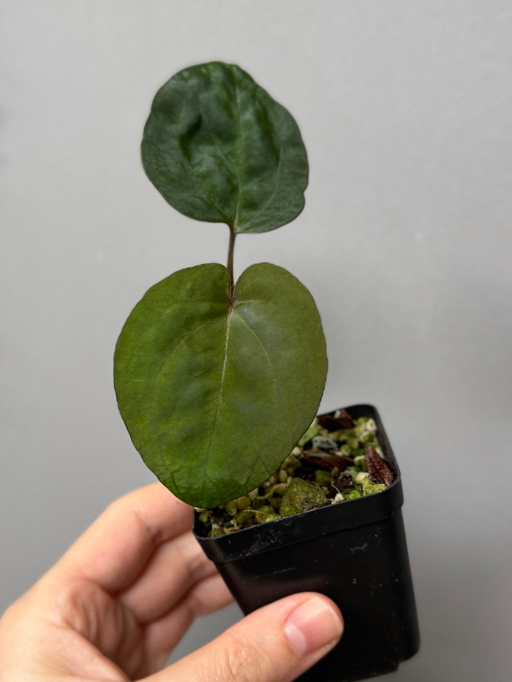 Anthurium Ace of Spades (AOS) dark form (Tezula) Clone (von abelia.plants)