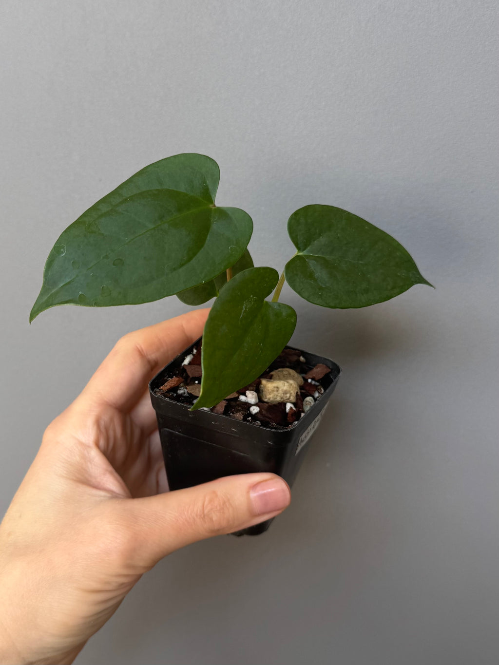 Anthurium ((Midnight Velvet x Red Studd) x NSE CarlaX) x RVDP