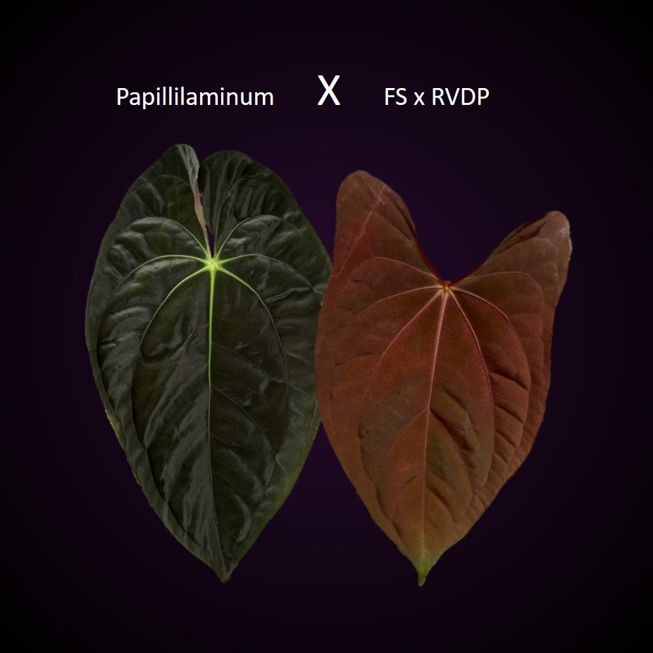 Papillilaminum x (Fort Sherman x RVDP) - 3-4 leafer – crystallinum
