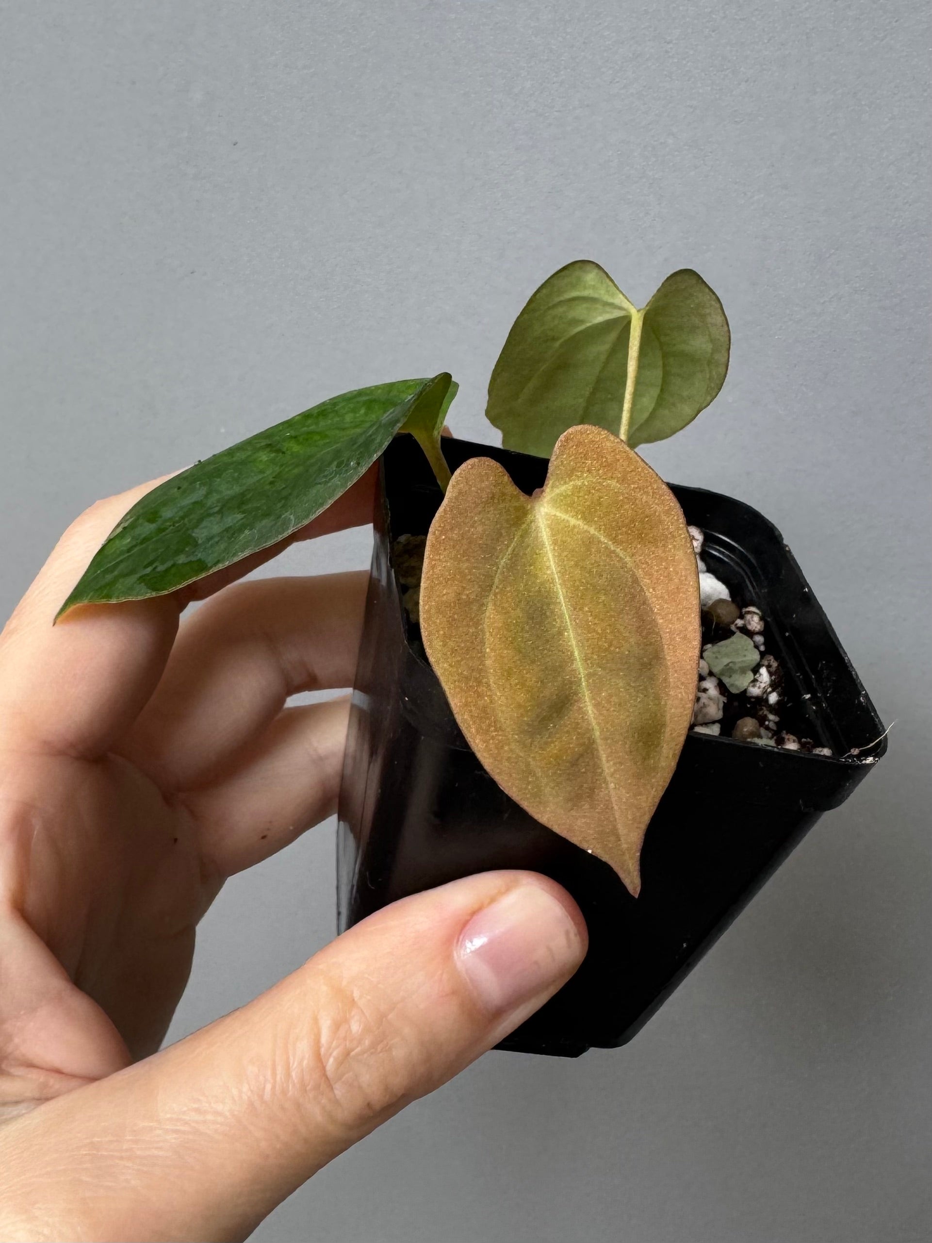 Anthurium Papillilaminum Gatorbod F2