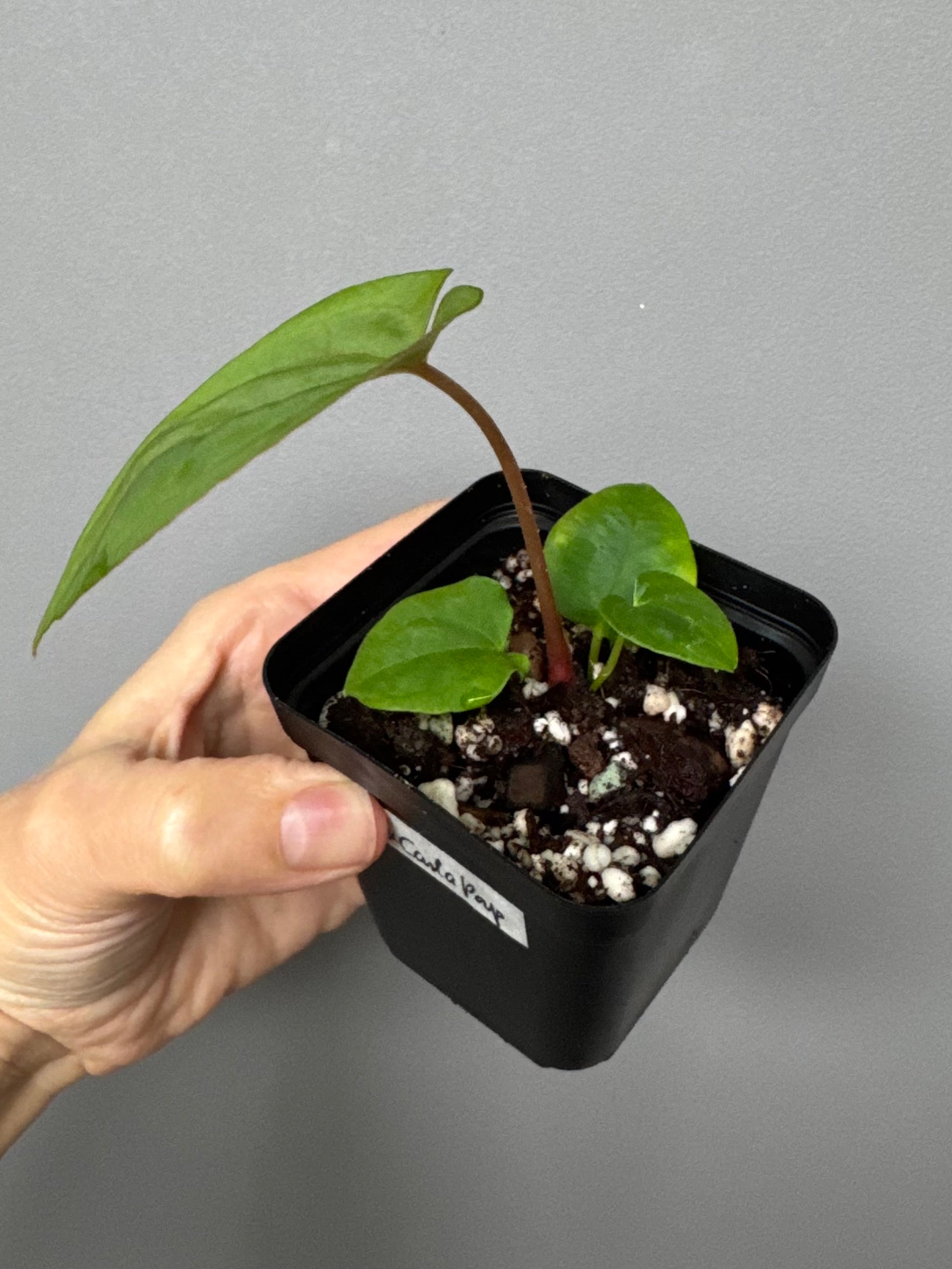 Anthurium Papillilaminum ,Daniel' x (Carlablackiae A1 x Papillilaminum)