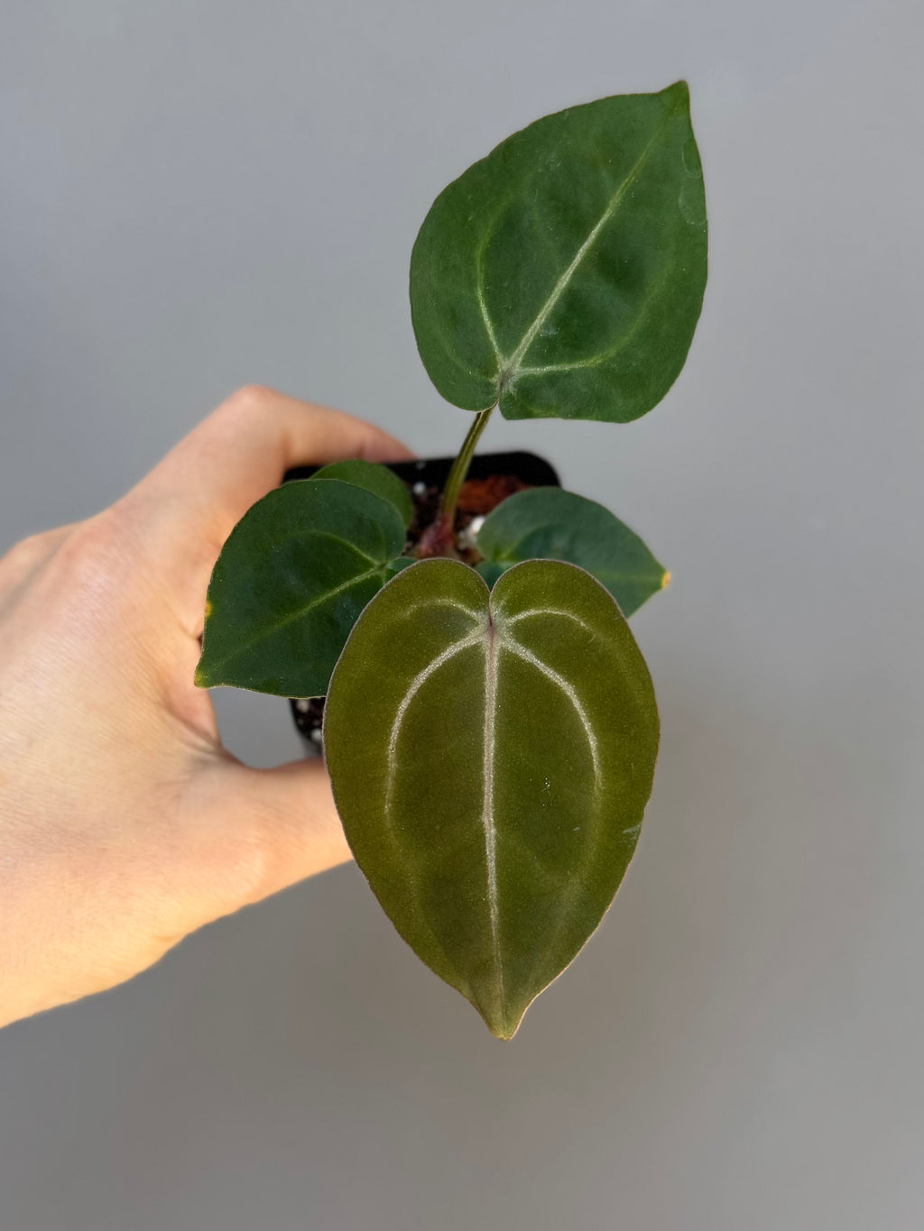 Anthurium (ZxM) x (NSE Red Crystallinum x Carlablackiae)