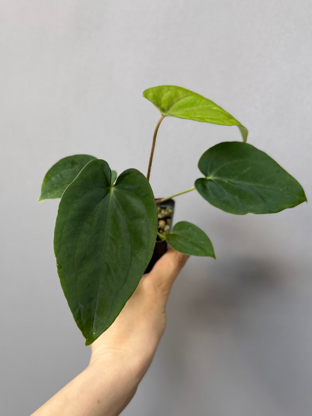 Anthurium (BVEP x portillae ‚Dorito‘) X papillilaminum H1 (by 4aroids)