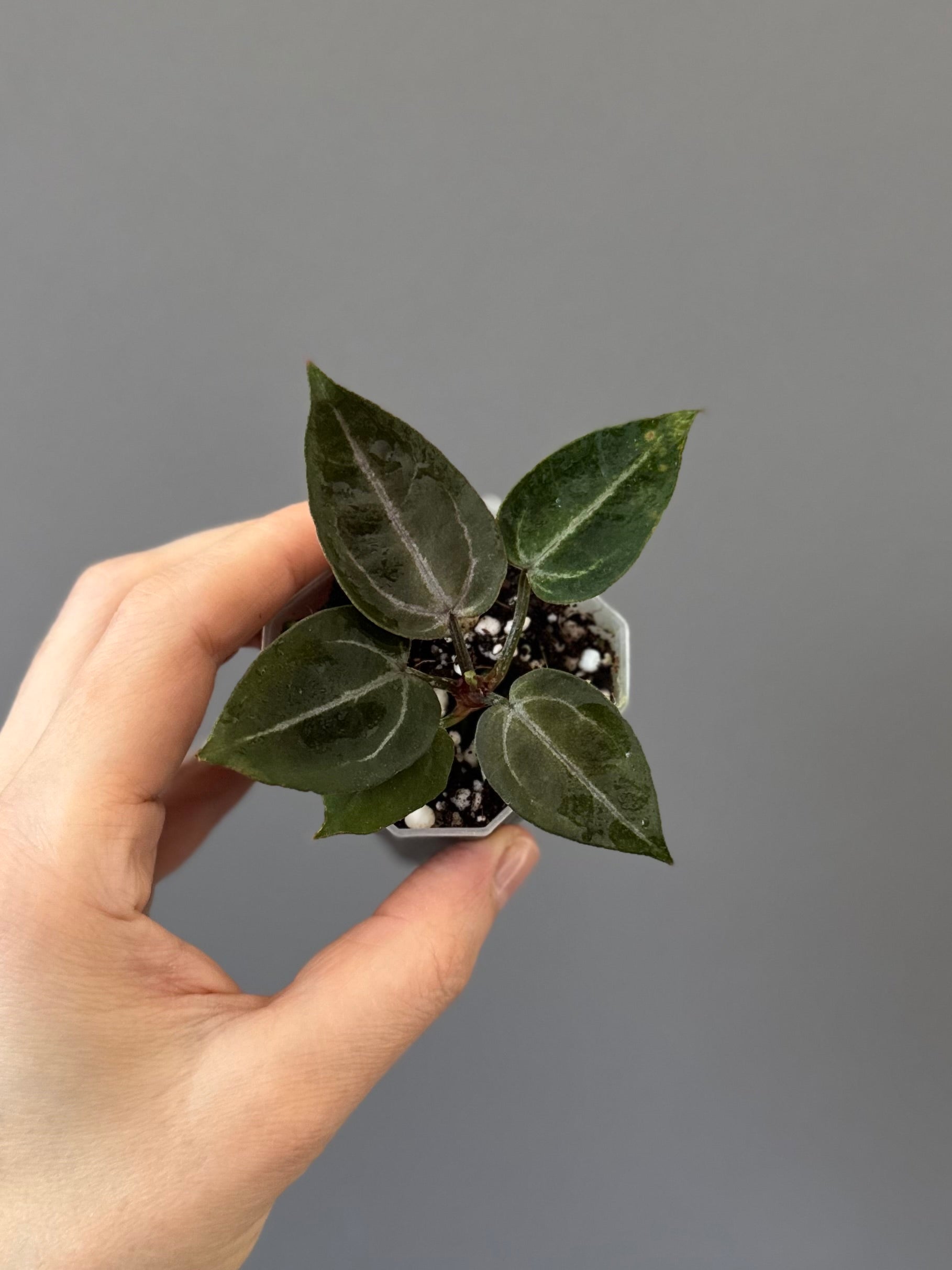 Anthurium ZxM x Michelle - Mini
