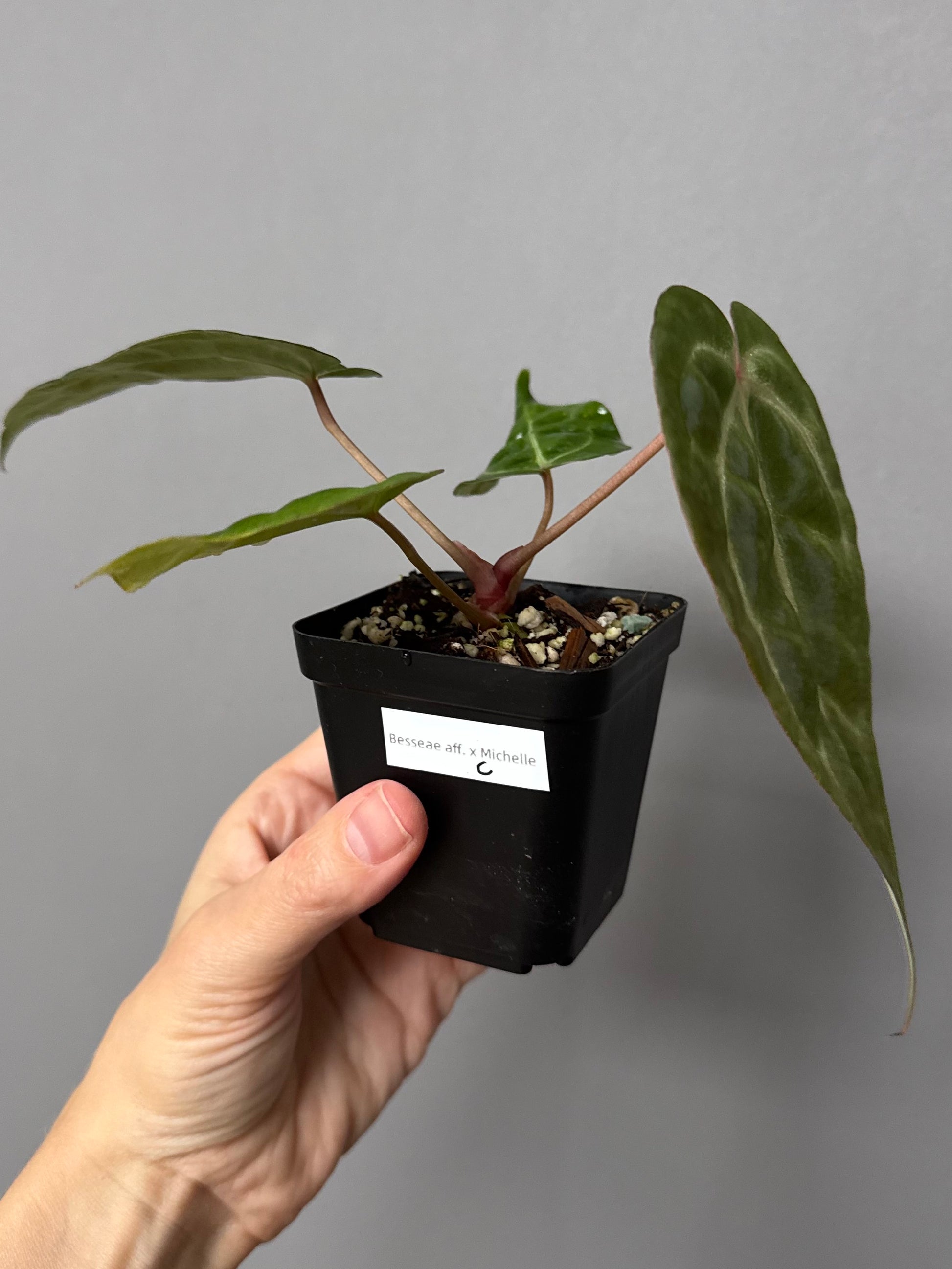 Besseae aff. x M - Plant C