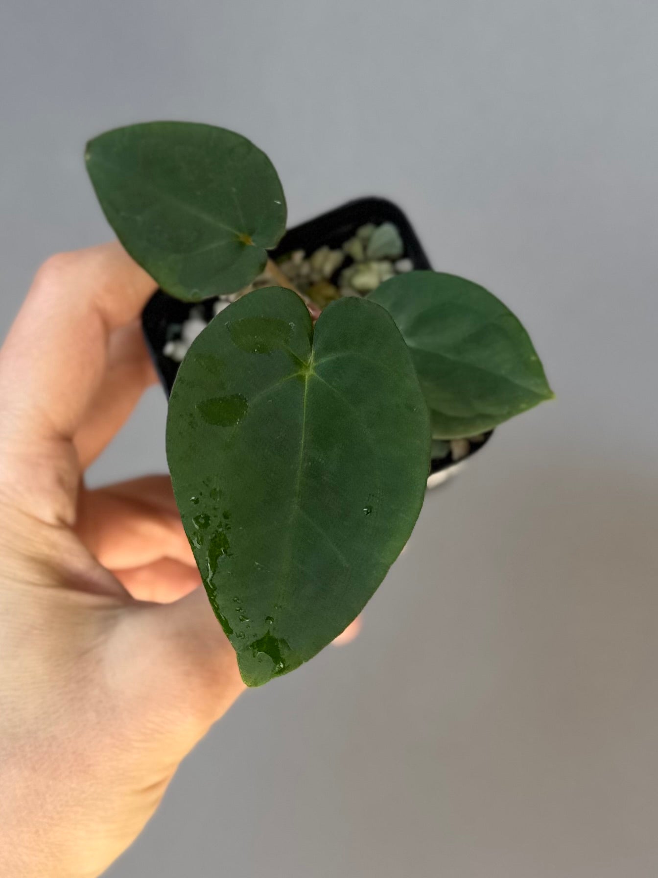 Anthurium (Crystallinum chocolate x BVEP) x BVEP OG1