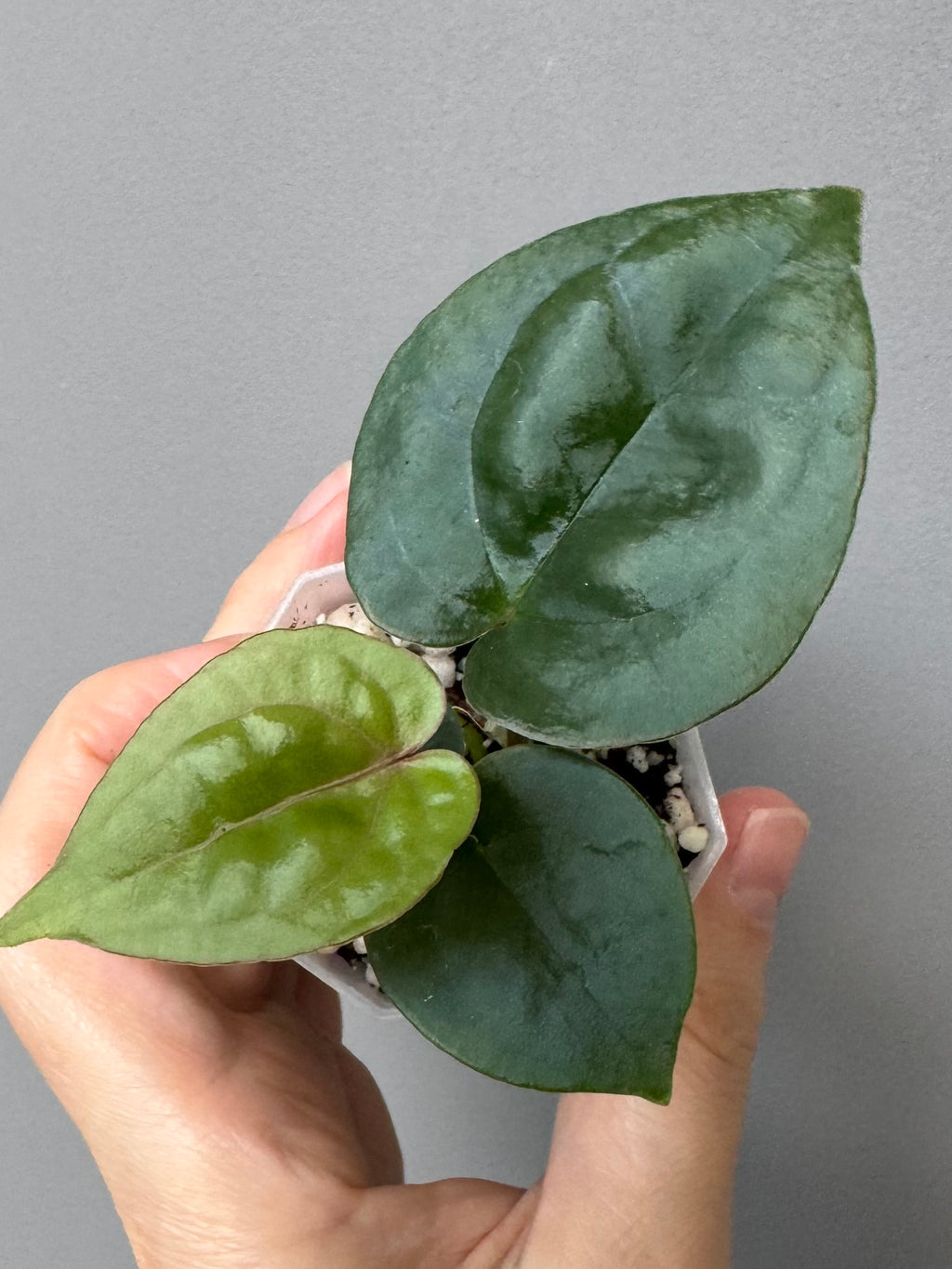 Anthurium ZxM x luxurians