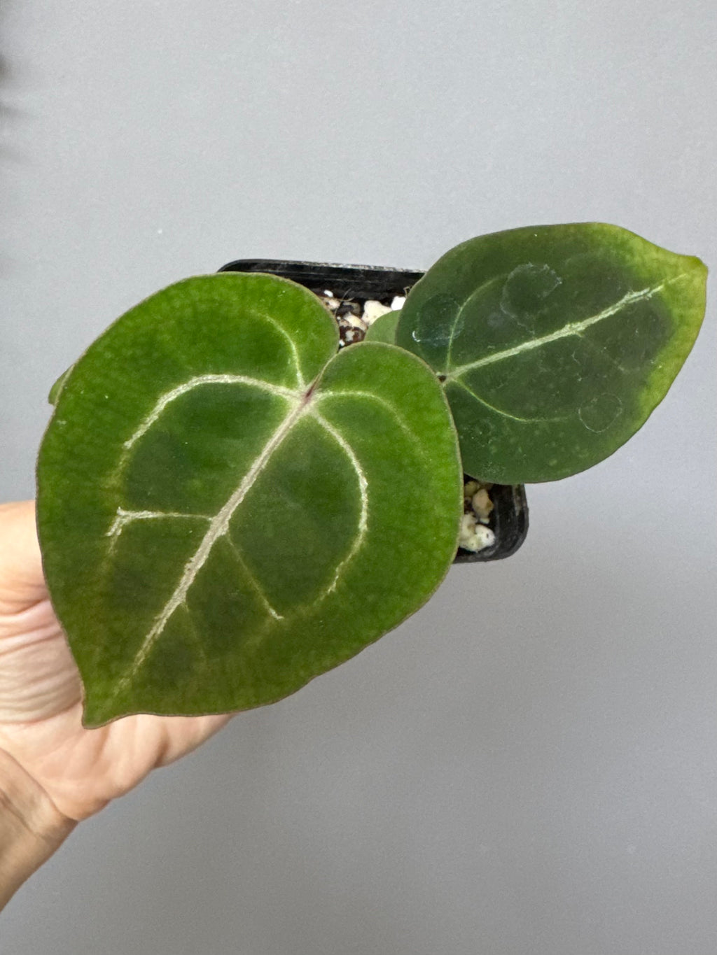 Anthurium (ZxM) x  (NSE Red Crystallinum x Carlablackiae)