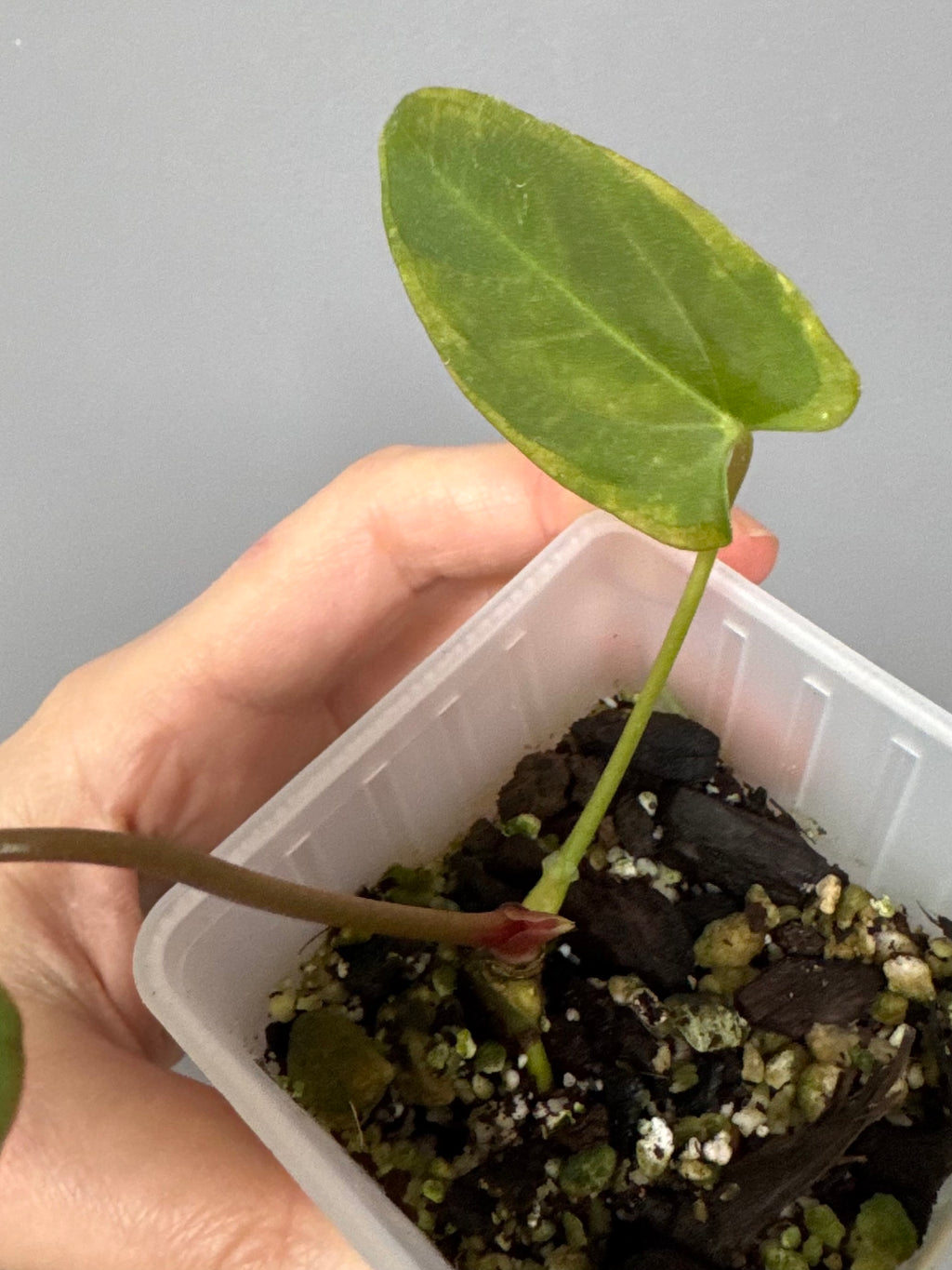 Anthurium Papillilaminum ‘Daniel’ Klon (kein xself)