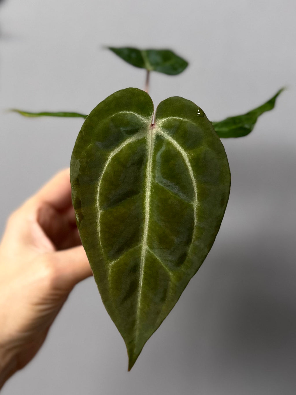 Besseae aff. x M - Plant C