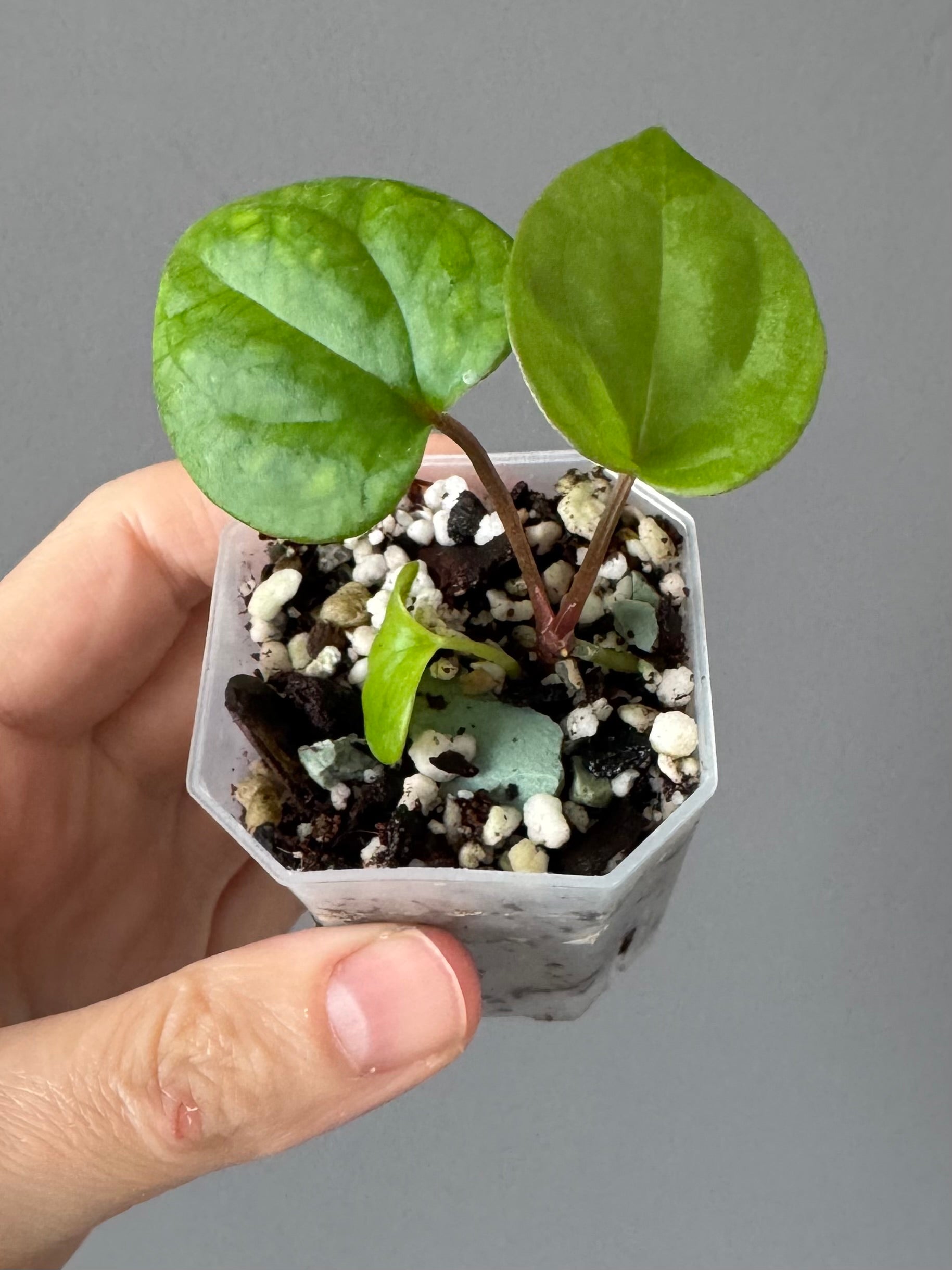 Anthurium RVDP - Red Vein Dark Phoenix - Klon