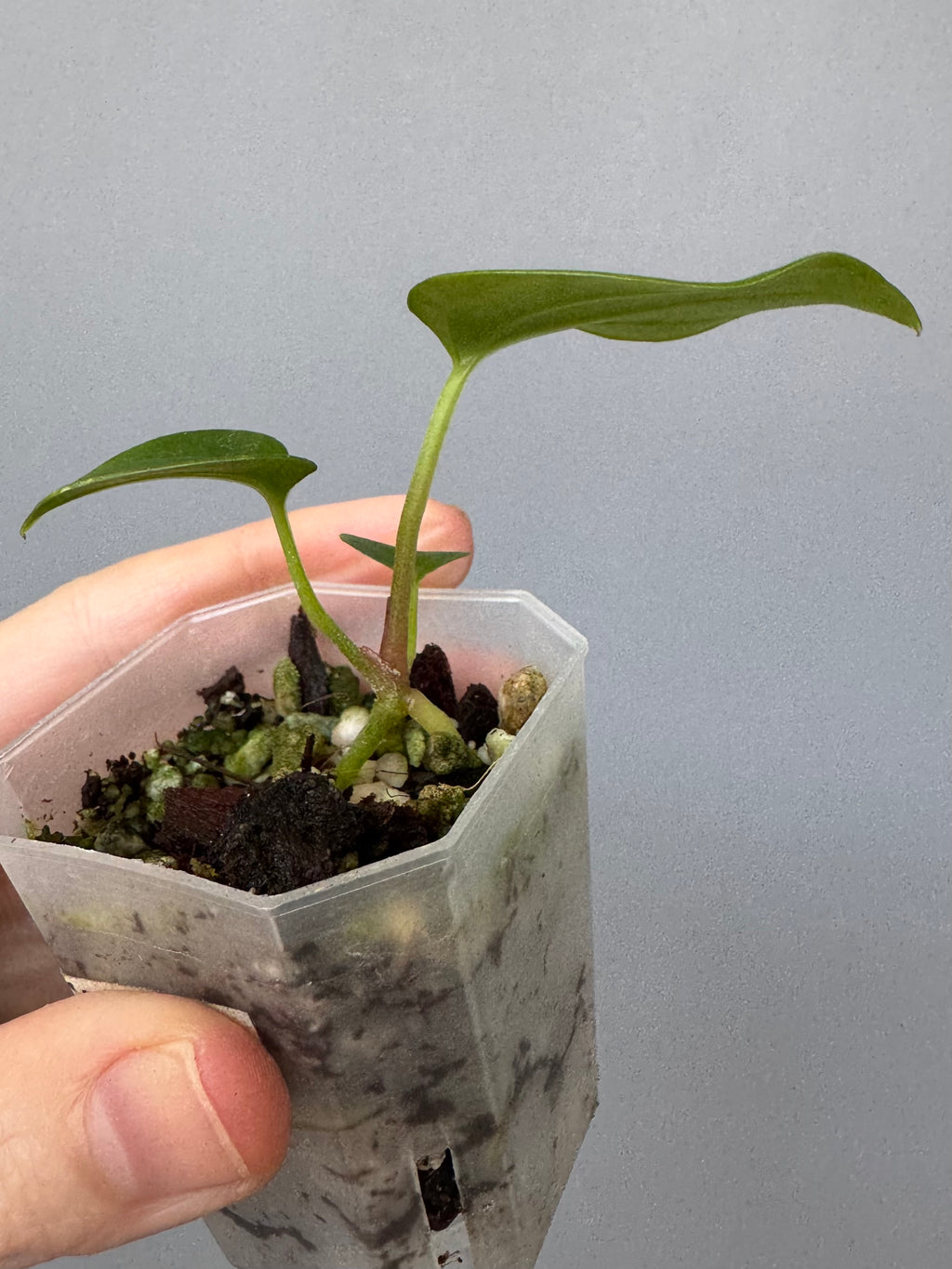 Anthurium carlablackiae Max2 (=select Wu1 xself) x debilis (maxaroids)