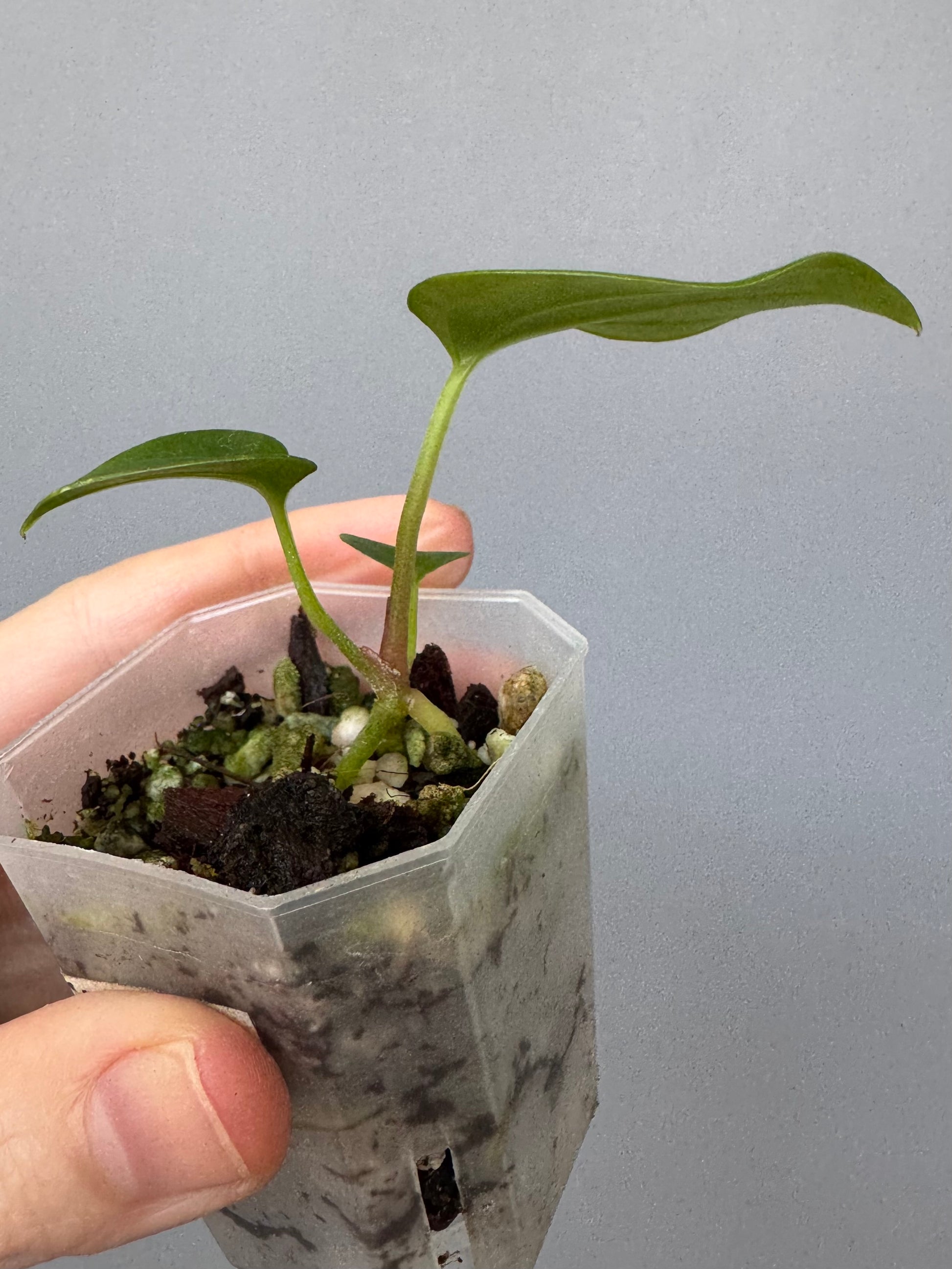 Anthurium carlablackiae Max2 (=select Wu1 xself) x debilis (maxaroids)