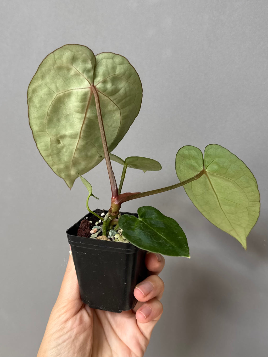 Anthurium crystallinum x (NSE Red Crystallinum x Carlablackiae)