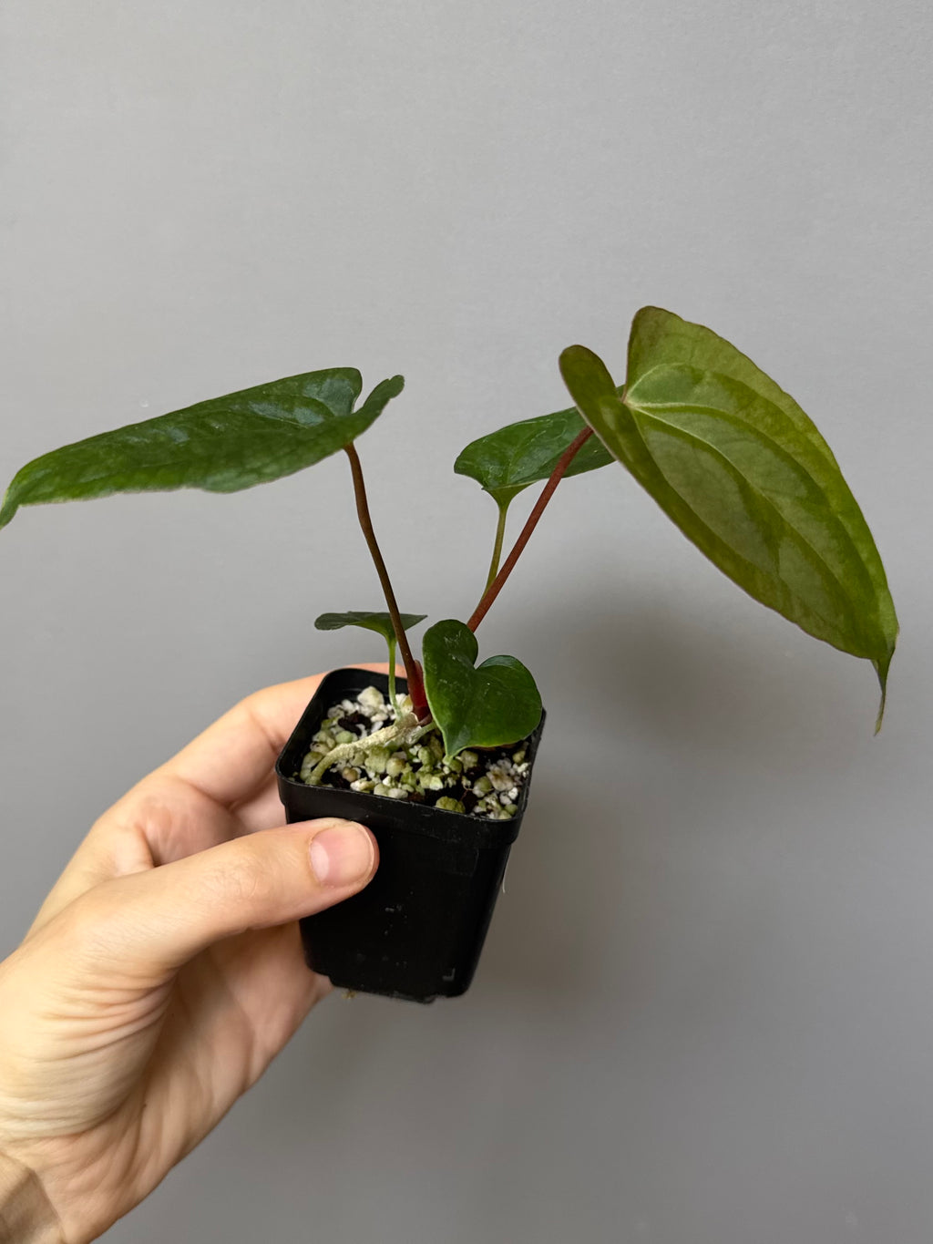 (Papillilaminum Daniel x Besseae aff.) X RVDP