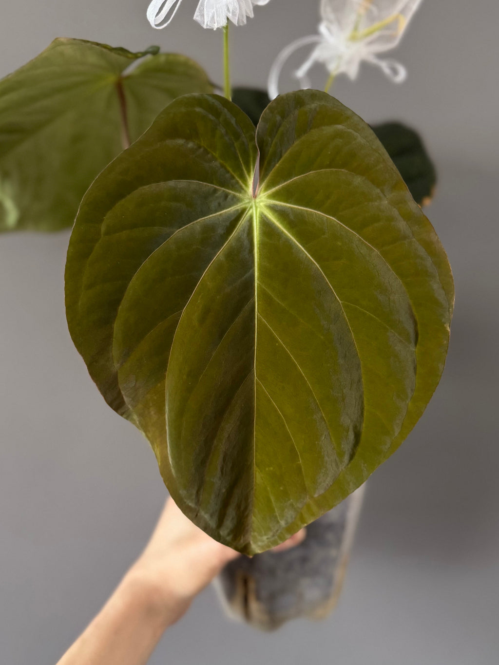 Anthurium ((BVEP x Dorito) x (Dark Phoenix x Goliath)) x (BVEP RF1xDark Star)