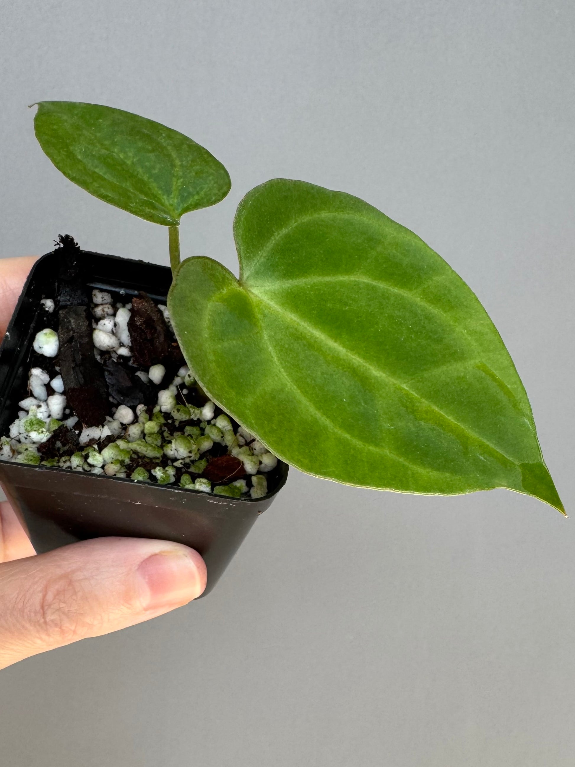Anthurium Tezula AOS df x BVEP neon (Sarah/botanophile)