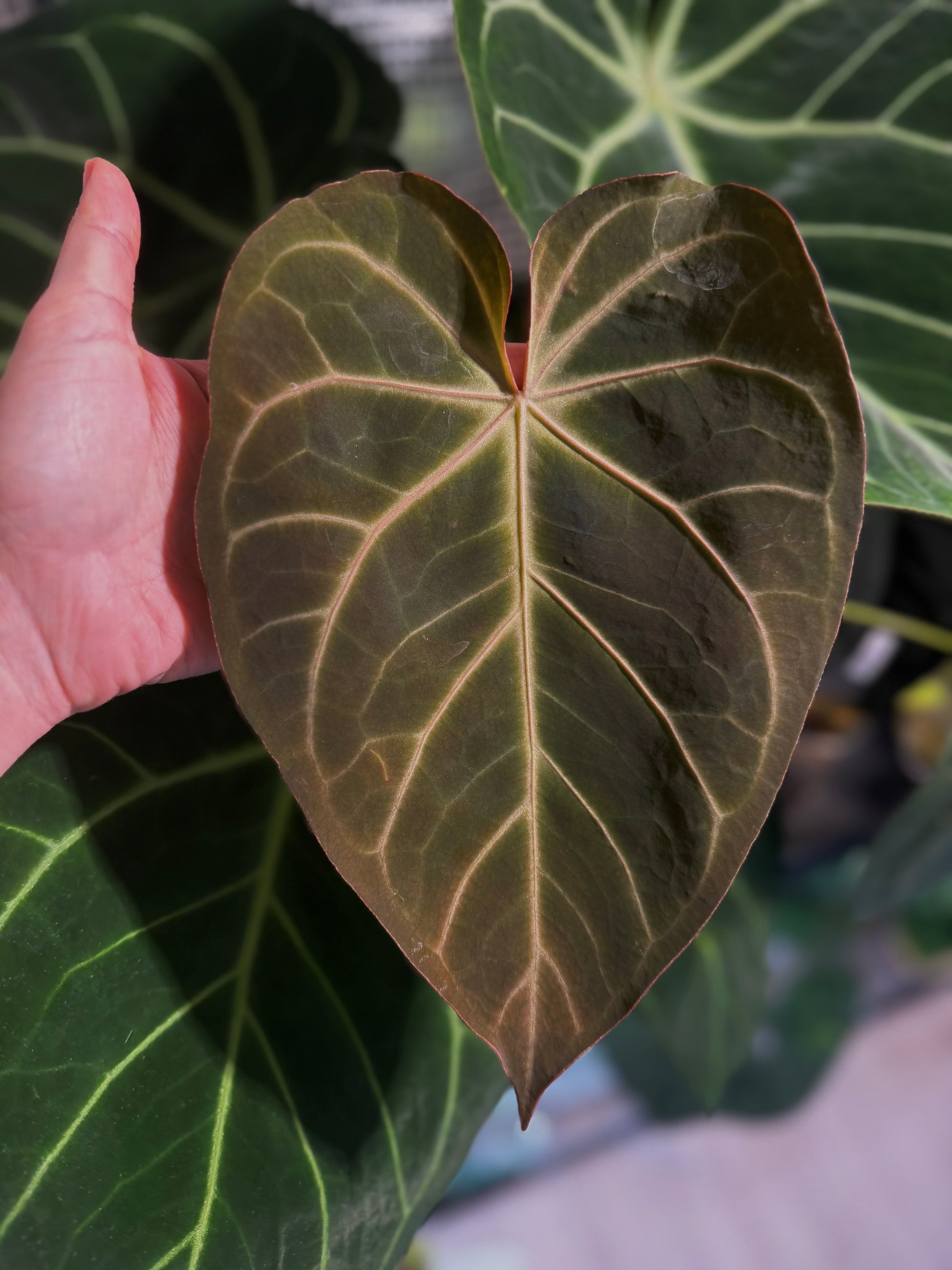 Anthurium (Magnificum x Crystallinum) x NoID