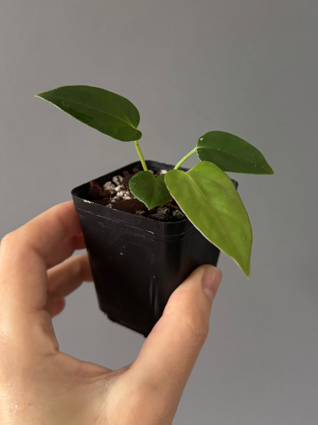 Anthurium Mr. Worldwide x (RG dress x Carla ‘Amanda’) (#2)