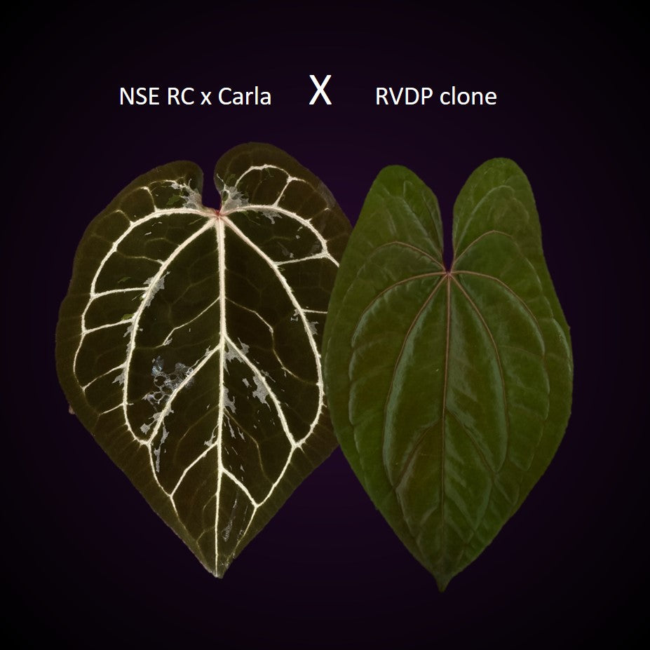 Anthurium (NSE Red Crystallinum x Carla) x RVDP