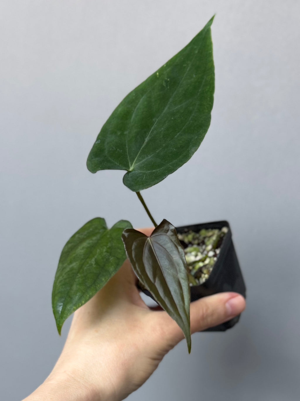Anthurium ((papillilaminum Ralph Lynam x Fort Sherman) x carlablackiae) X RVDP (greenfelicities)