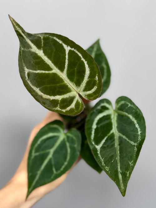 Anthurium ((magnificum x crystallinum) x NoID) XM - Plant A