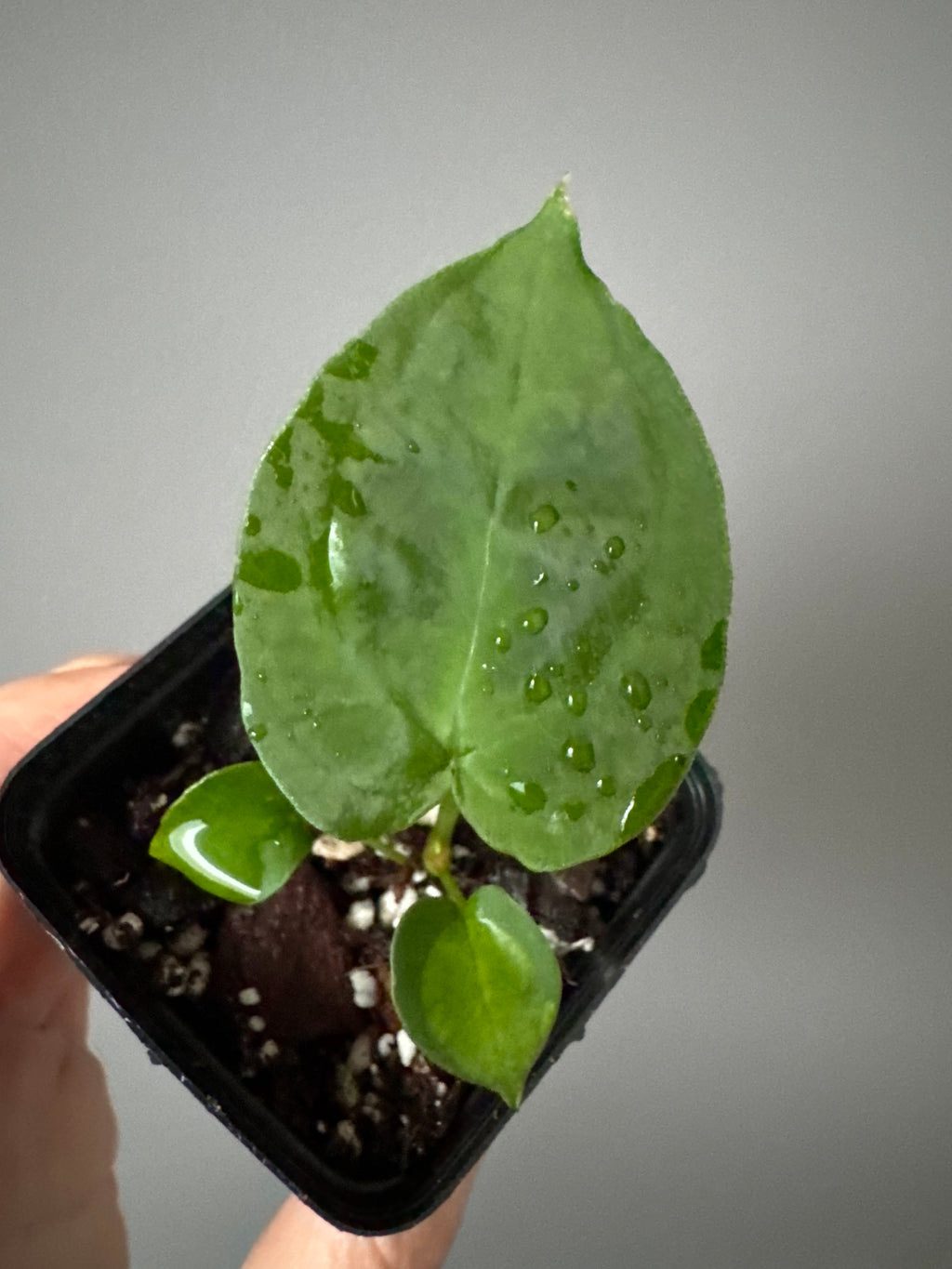 Anthurium forgetii (White Stripes x Dark Form)
