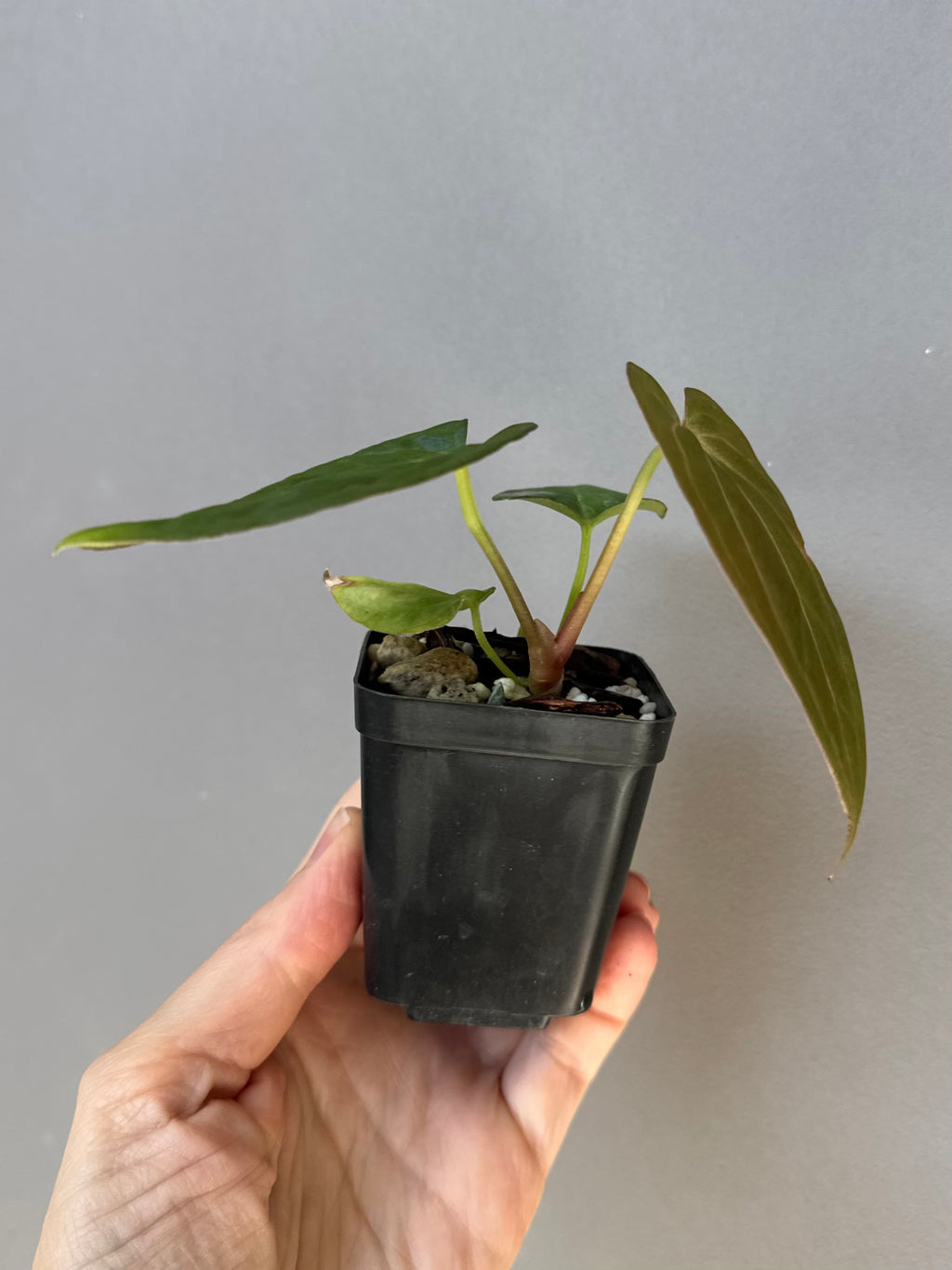 Anthurium ((RG Dressleri x Carlablackiae)xBVEP) X Carlablackiae C1