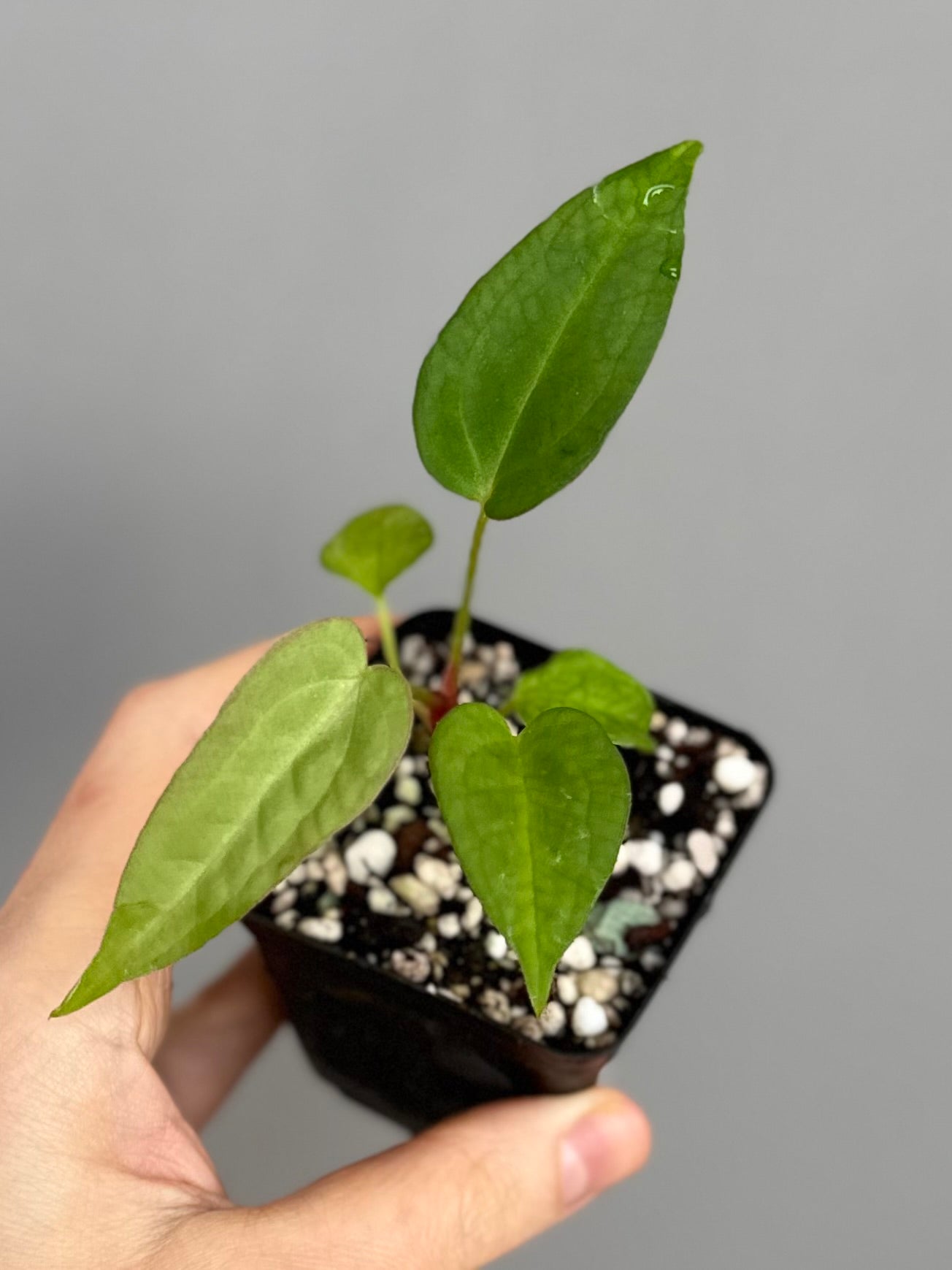 Anthurium (MagCrystal x NoID) x Papillilaminum