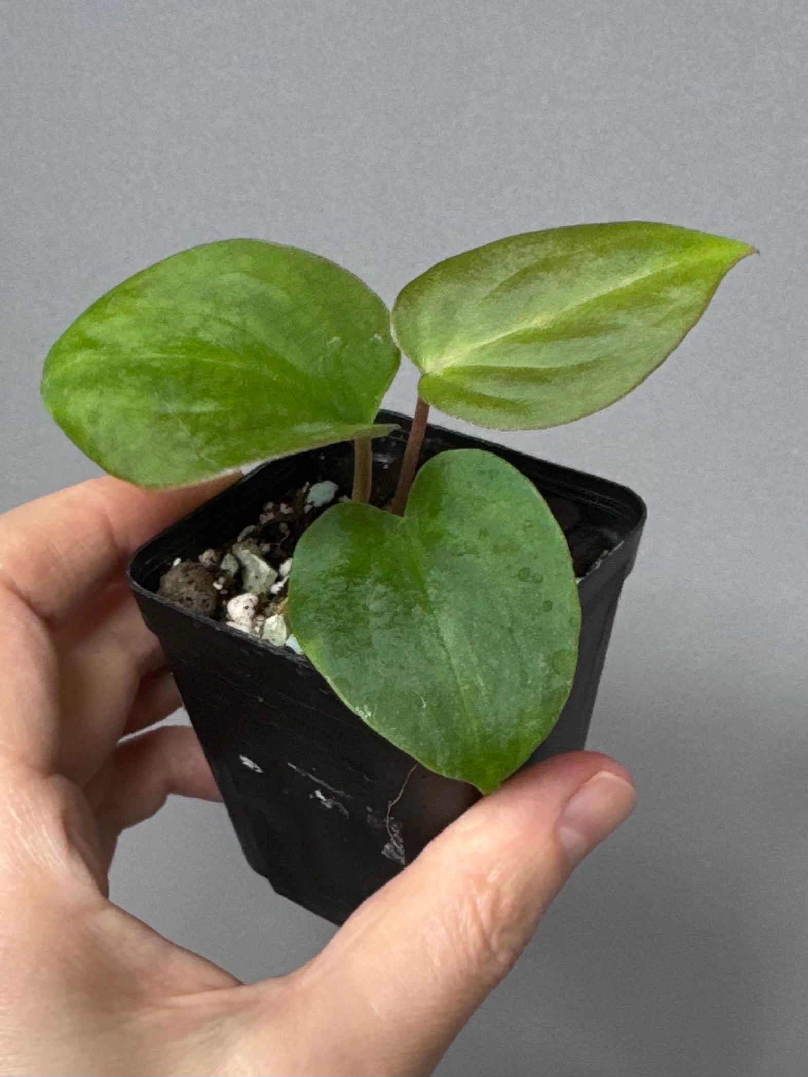 Anthurium magnificum x BVEP OG1 (#4)